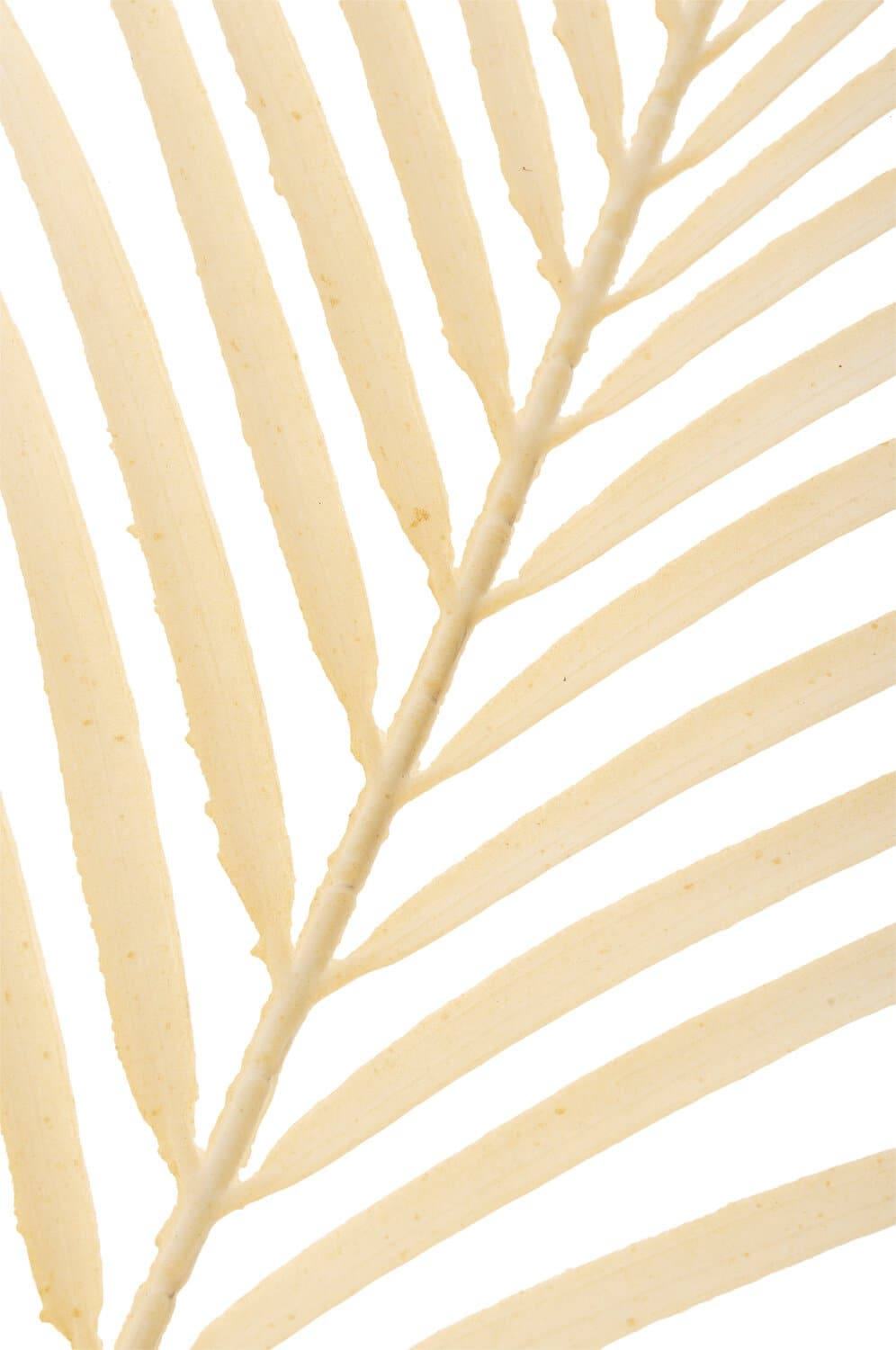 Deko Palmen Blatt, 81 cm, creme-gelb