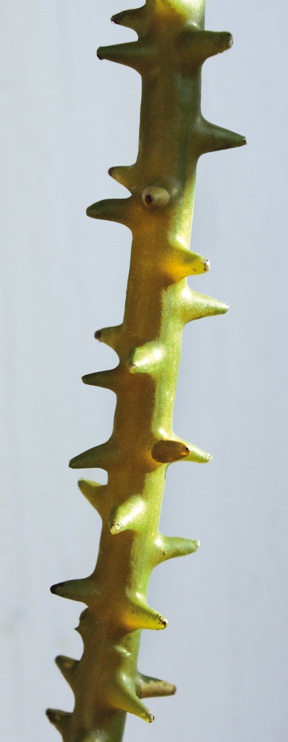 Künstliche Dornengirlande, 170 cm, grün-braun
