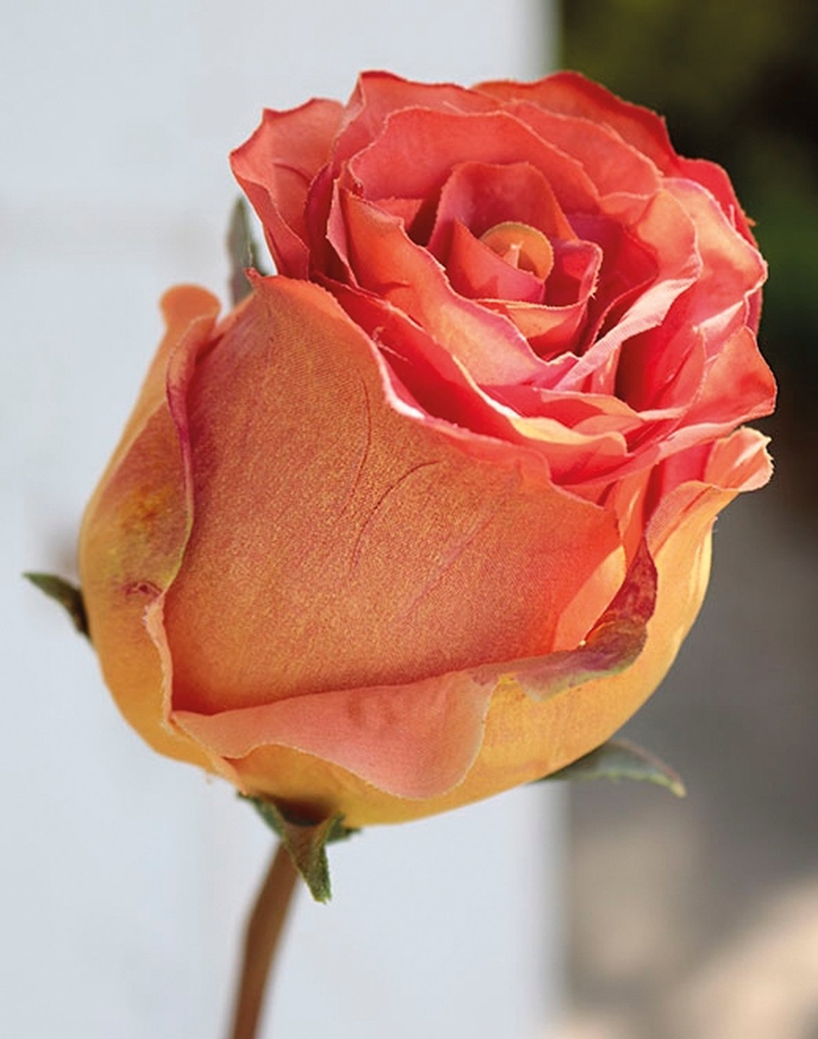 Künstliche Rose Duchesse, 85 cm, aprikose