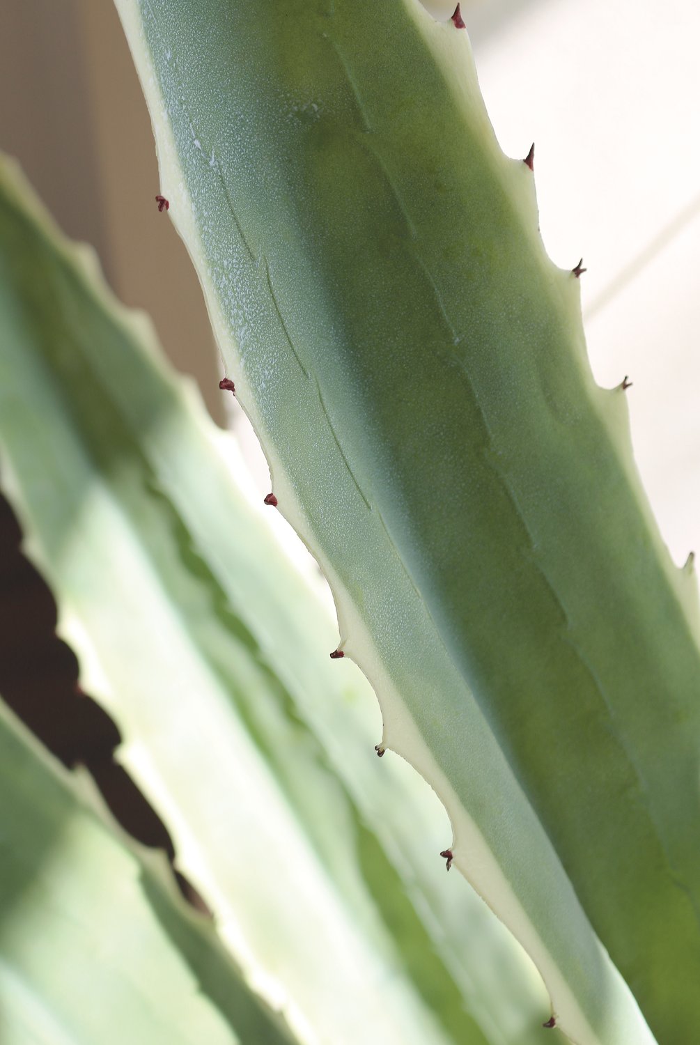 Künstliche Agave, getopft, 21 Blätter, 120 cm, grün-weiß Künstliche Agave, getopft, 21 Blätter, 120 cm, grün-weiß