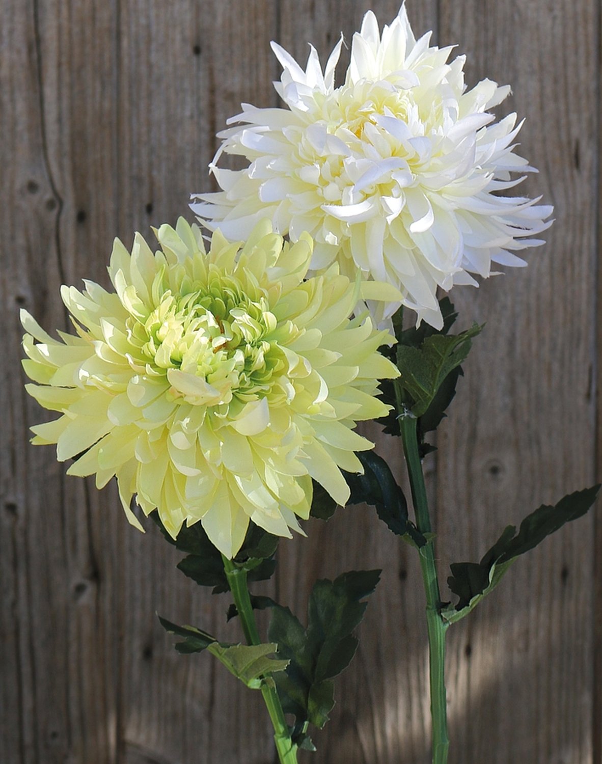 Künstliche Chrysantheme, 62 cm, creme-grün
