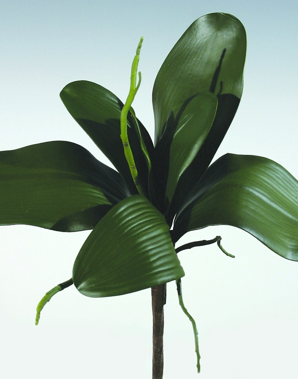 Artificial orchids leaves with root, 34 cm, green