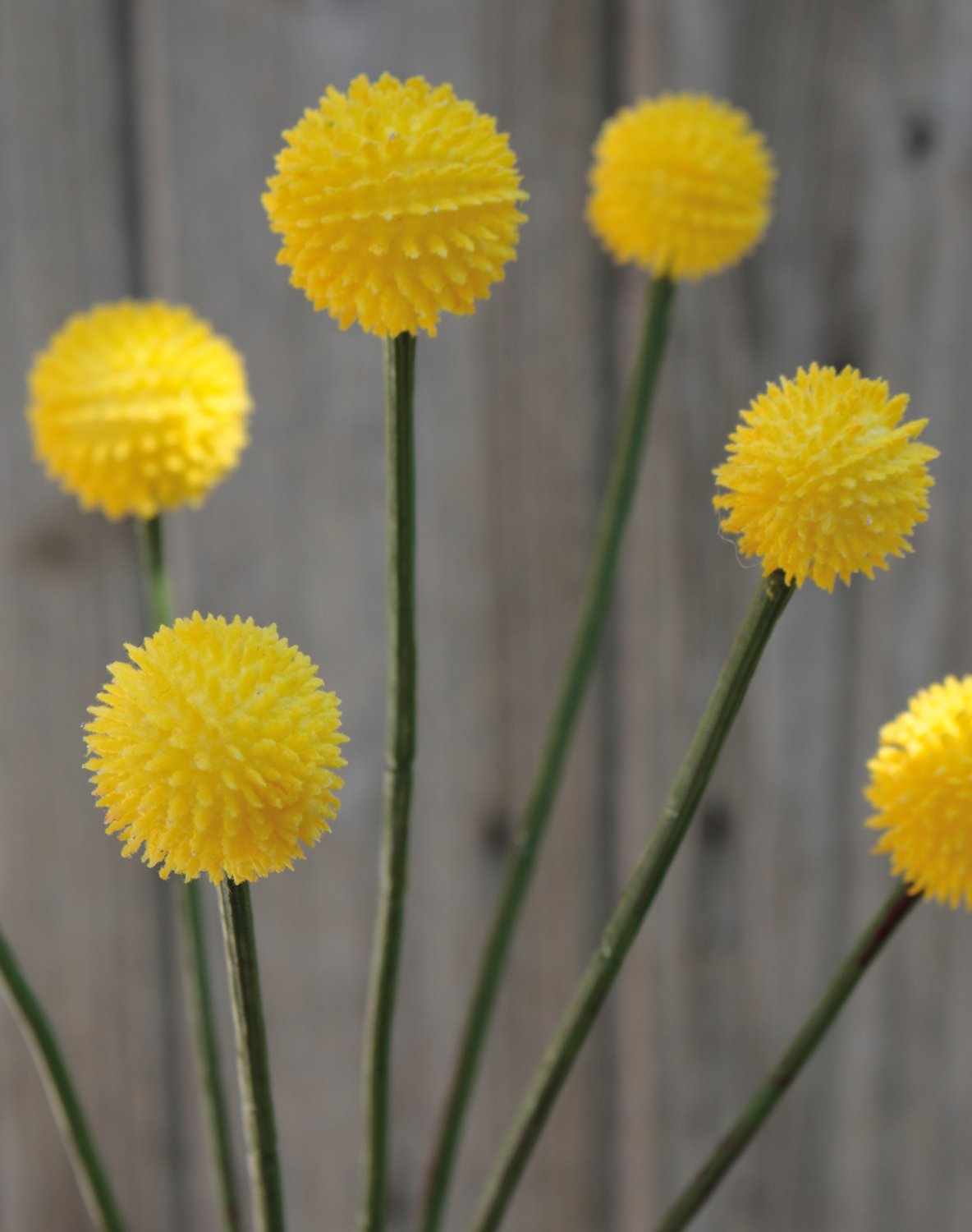 Craspedia globosa artificiale, 63 cm, giallo