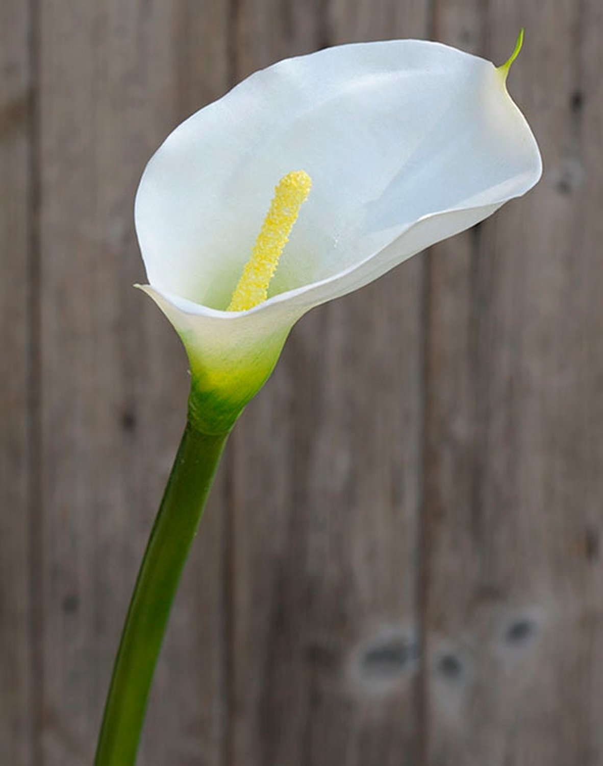 Künstliche Calla, 70 cm, Real Touch, weiß