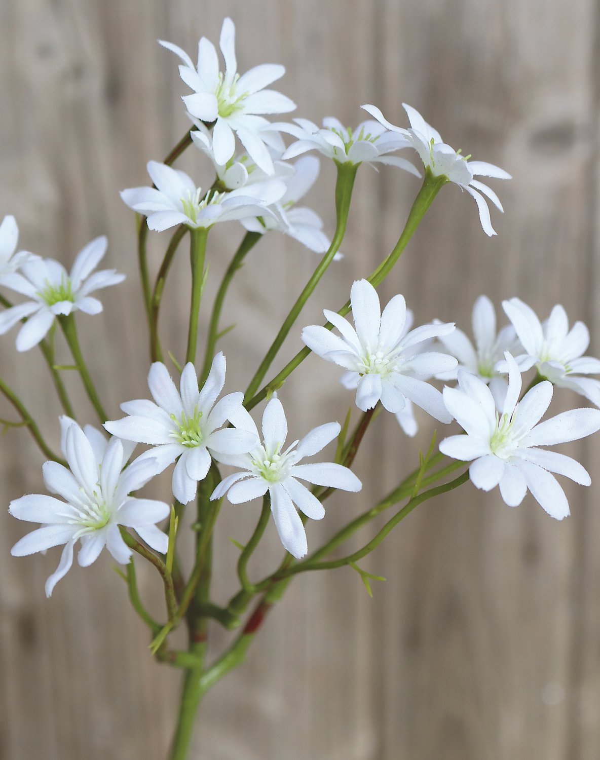 Aster tripolium artificiale, 45 cm, bianco-crema