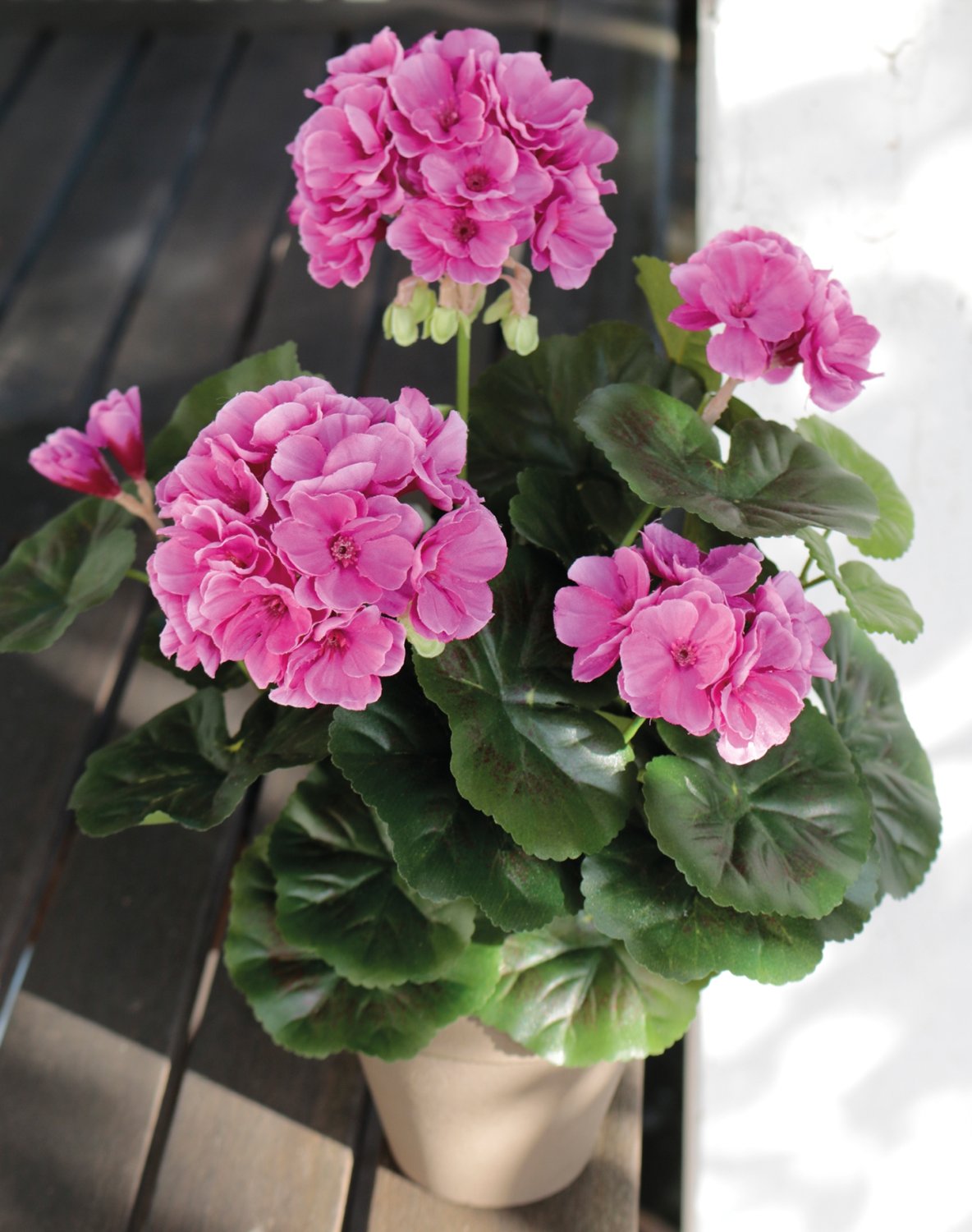 Silk geranium, potted, 33 cm, light violet-dark violet
