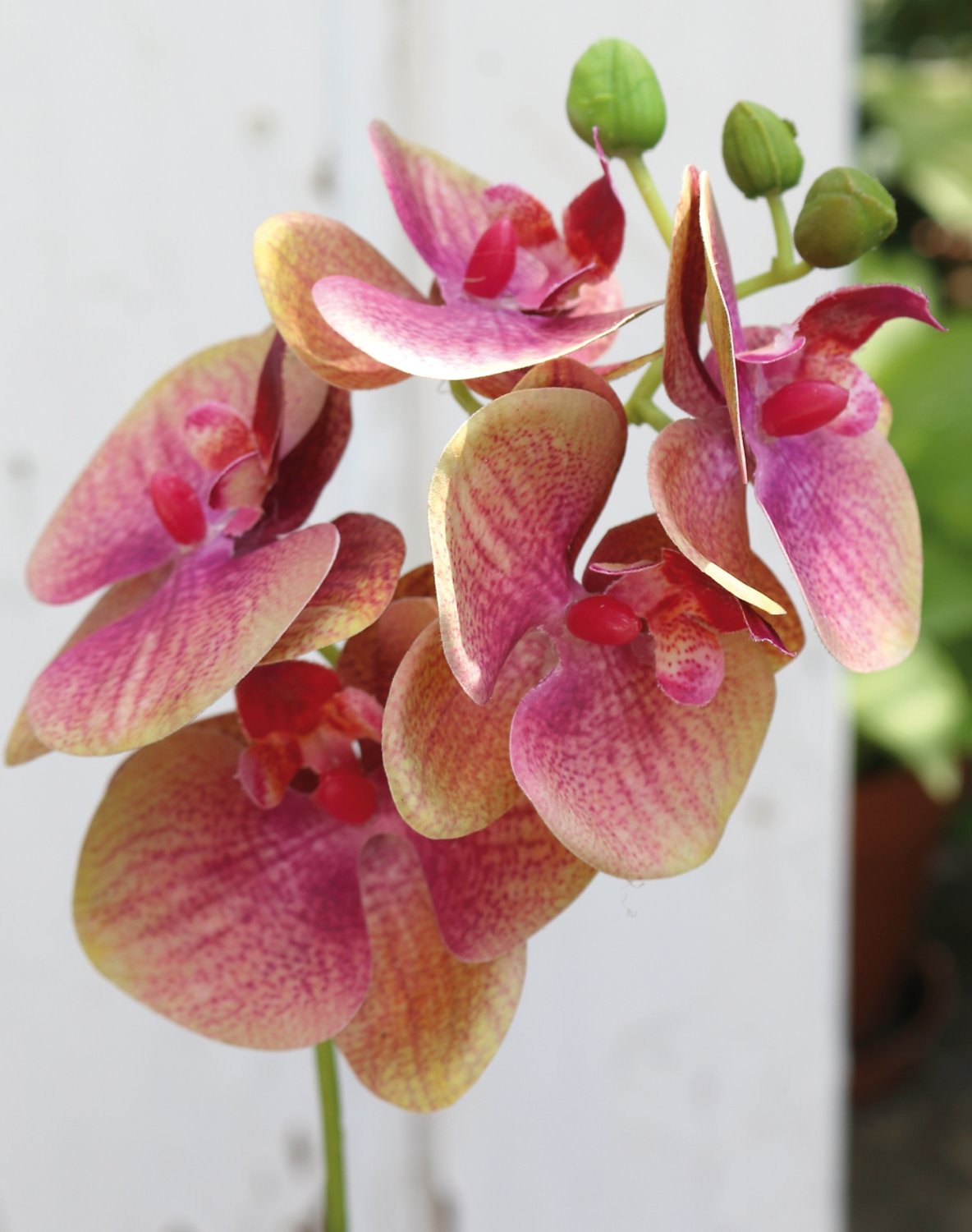 Künstliche Orchidee Phalaenopsis, 37 cm, Real Touch Soft, grün-burgunderrot Künstliche Orchidee Phalaenopsis, 37 cm, Real Touch Soft, grün-burgunderrot