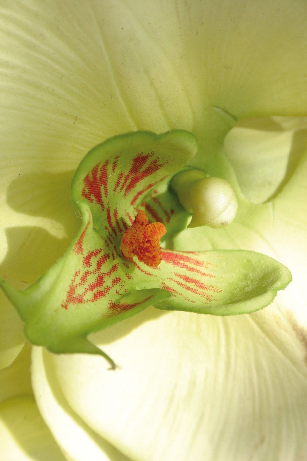 Künstliche Orchidee Phalaenopsis, 103 cm, Real Touch, creme-grün