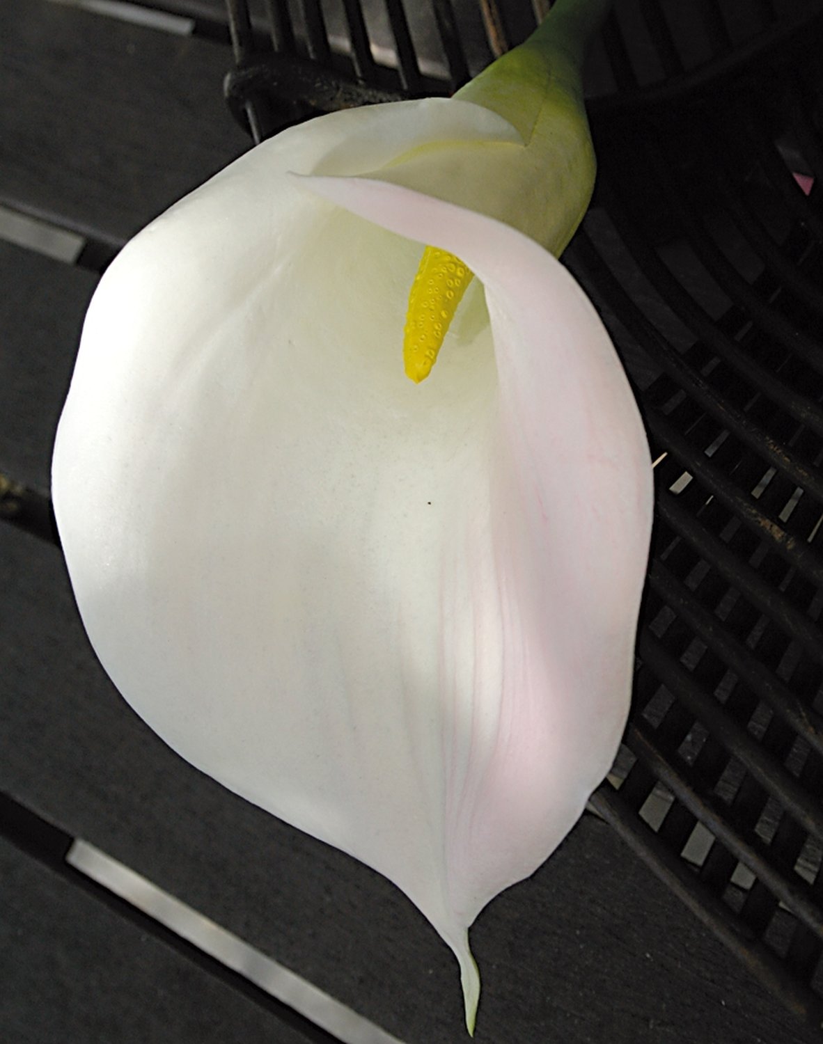 Artificial flower calla lily, 71 cm, real touch soft, white-pink