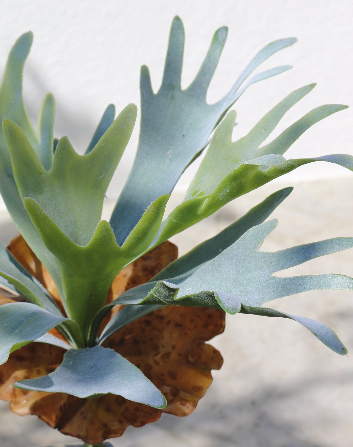 Artificial staghorn fern, 32 cm, green-grey