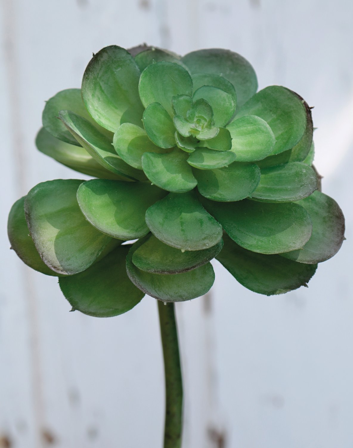 Künstliche Echeveria auf Steckstab, 20 cm, grün