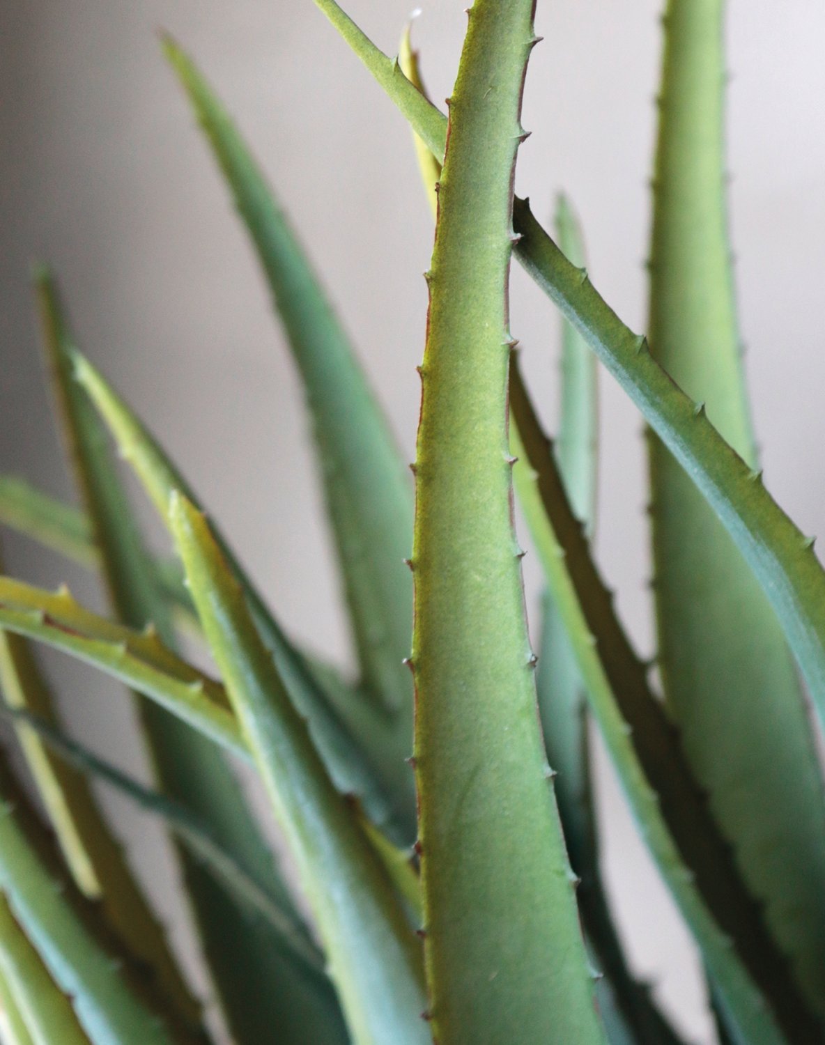 Künstliche Aloe, getopft, 53 cm, grün Künstliche Aloe, getopft, 53 cm, grün