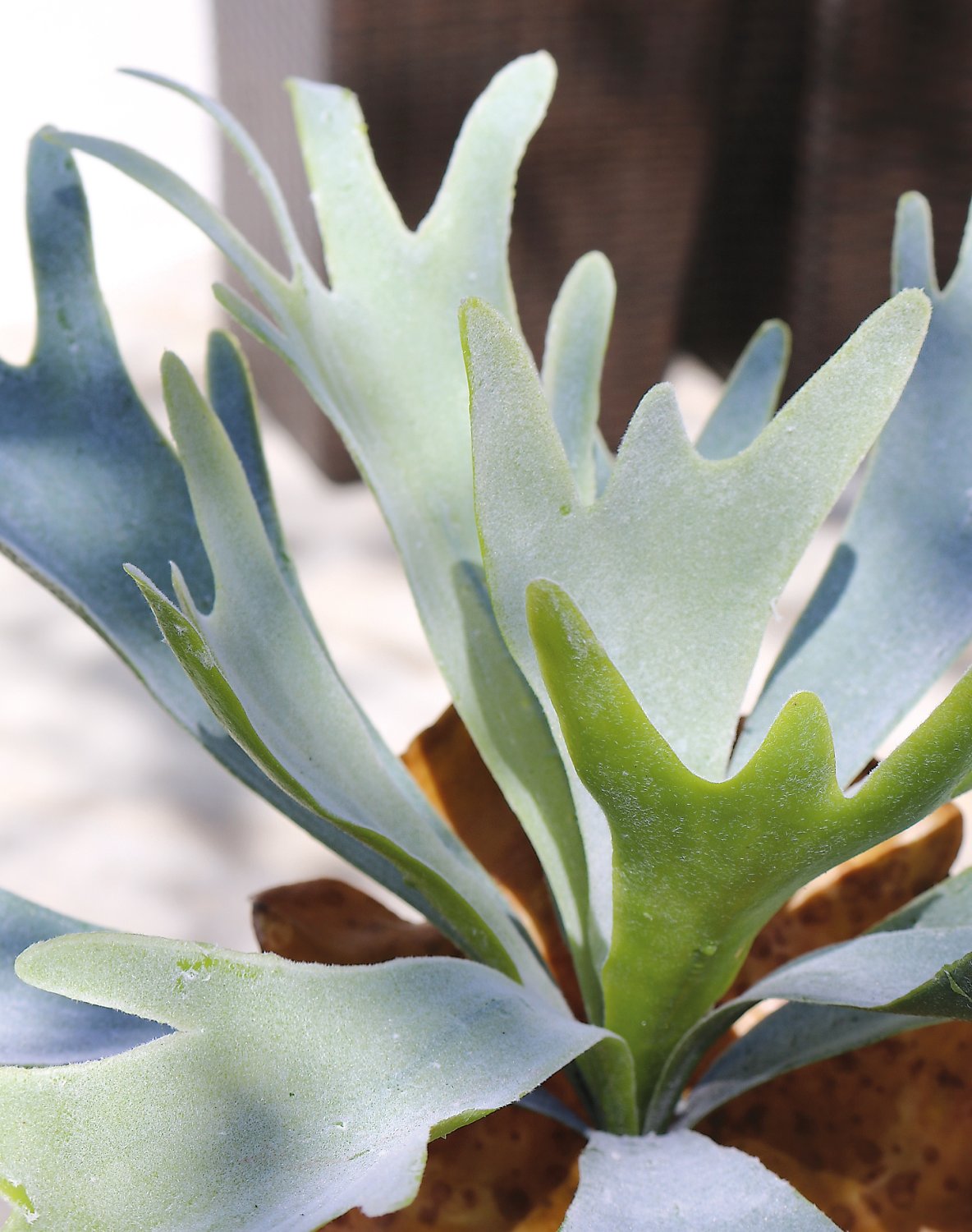 Artificial staghorn fern, 32 cm, green-grey