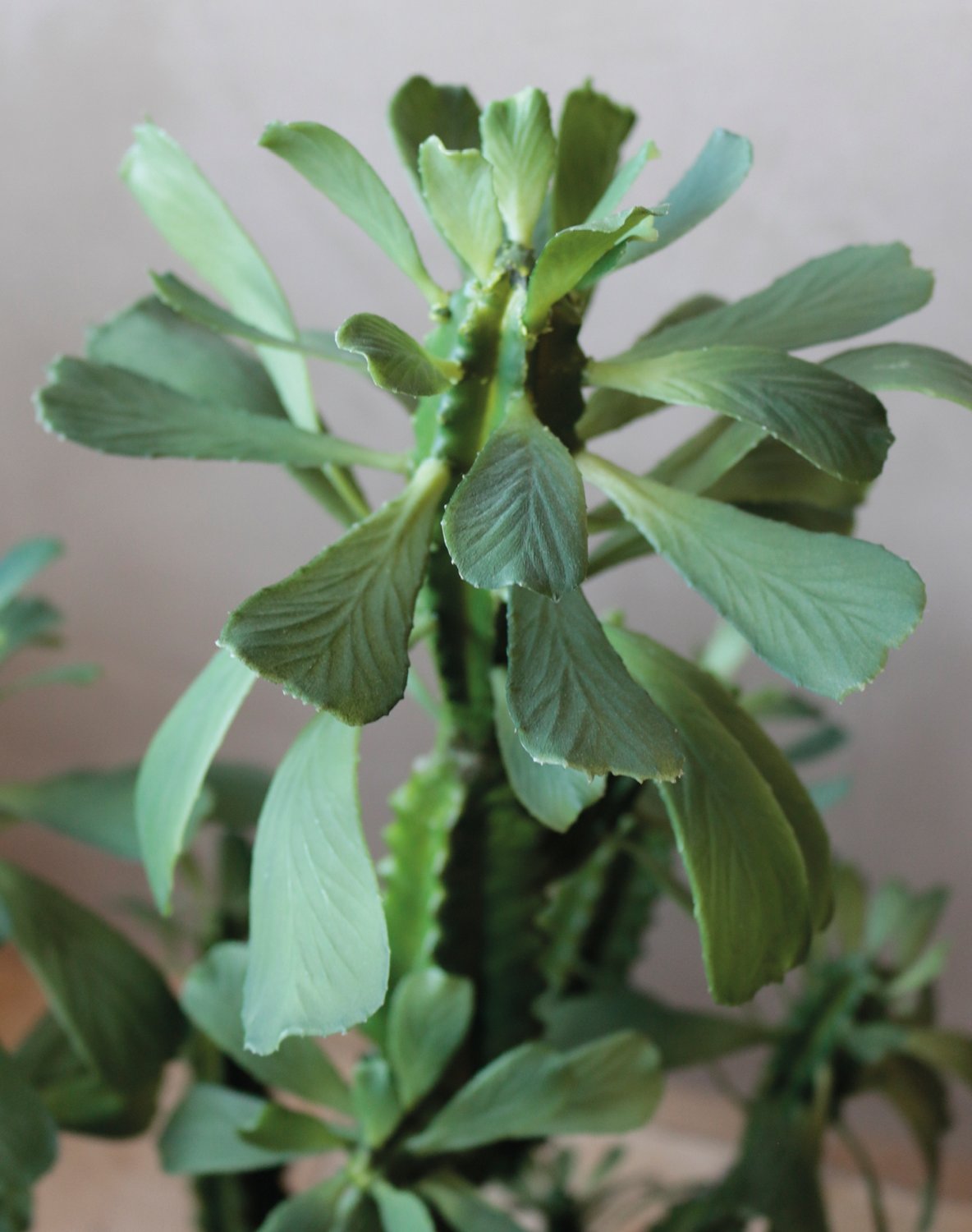 Künstliche Euphorbia trigona, getopft, 88 cm, grün