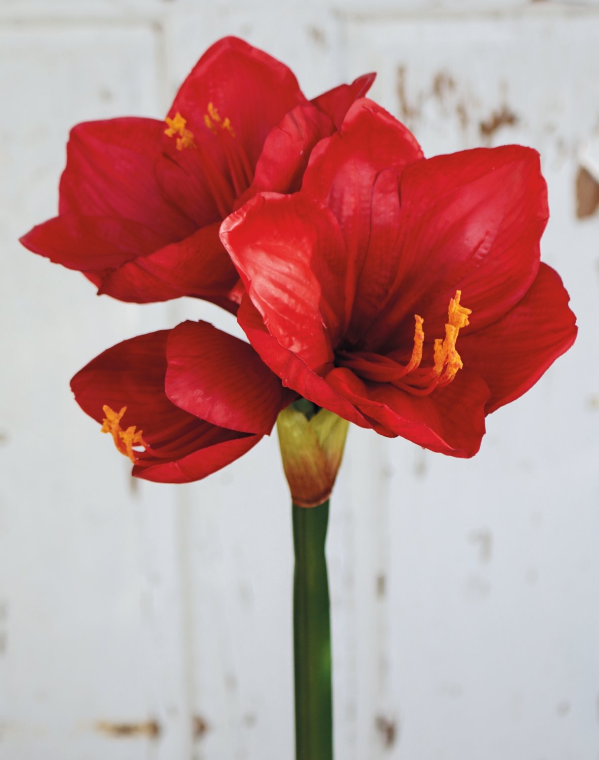 Silk amaryllis, 66 cm, red