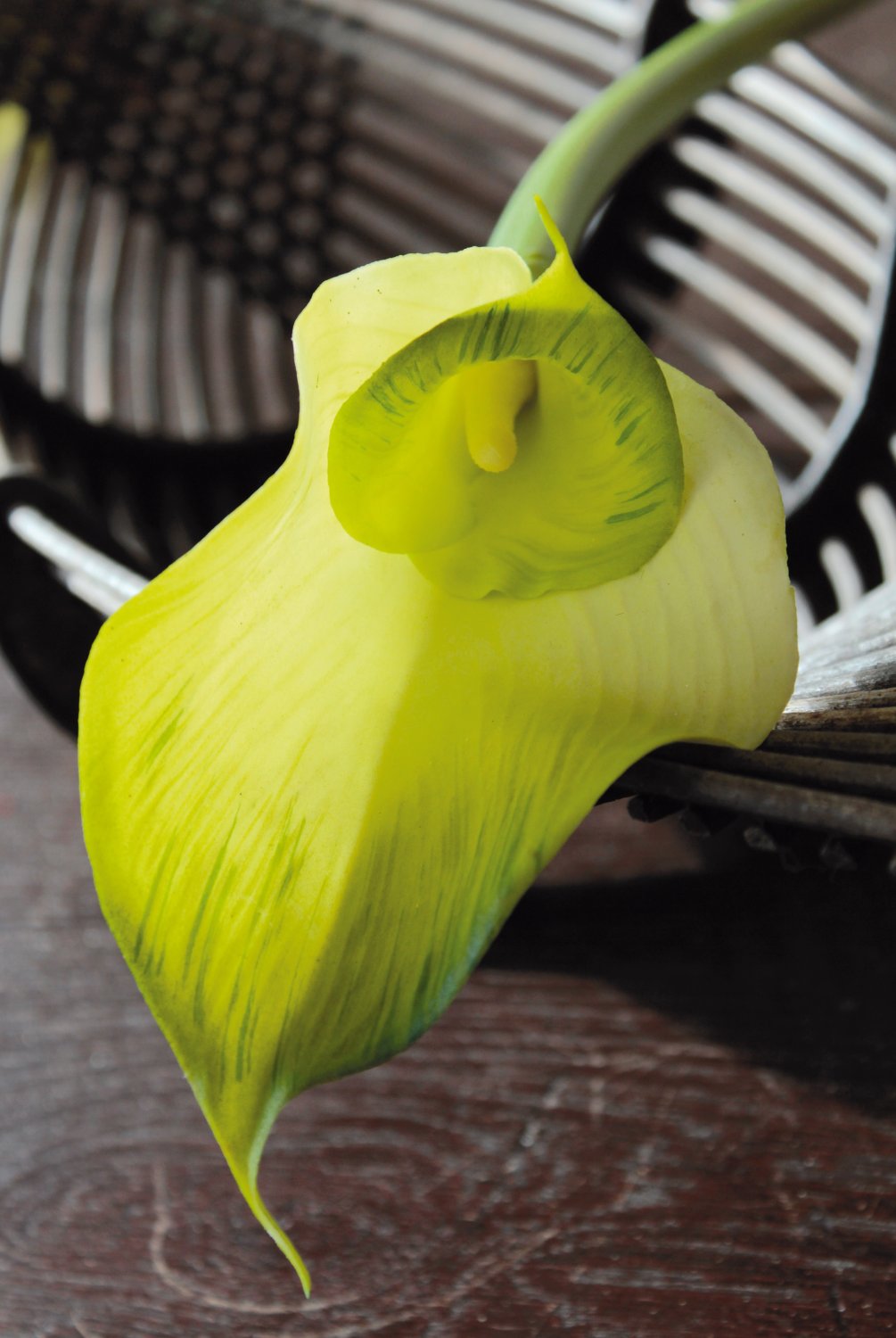 Artificial Zantedeschia 'double', 77 cm, real touch, green-white