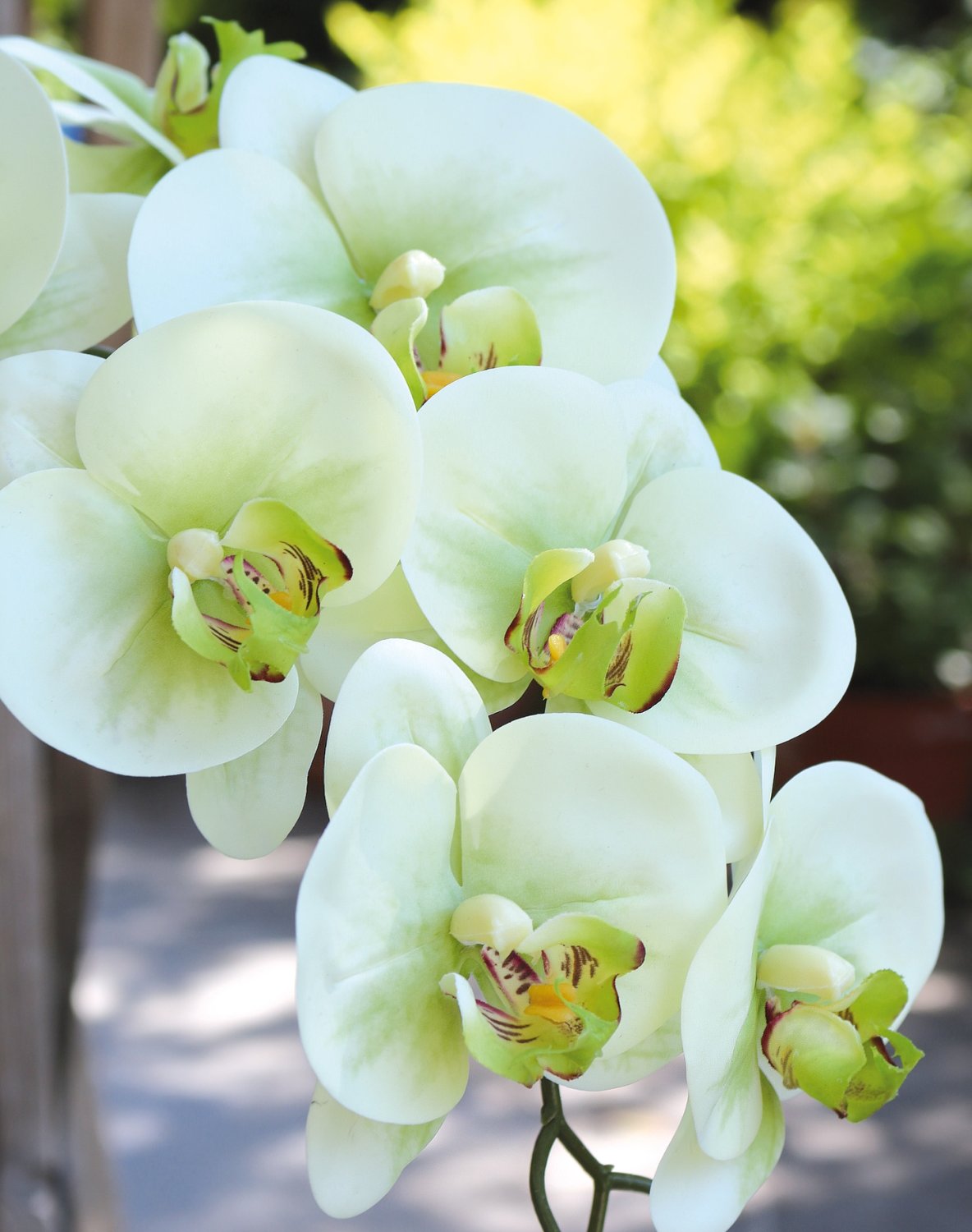 Orchidea Phalaenopsis artificiale, 100 cm, Real Touch Soft, crema-verde