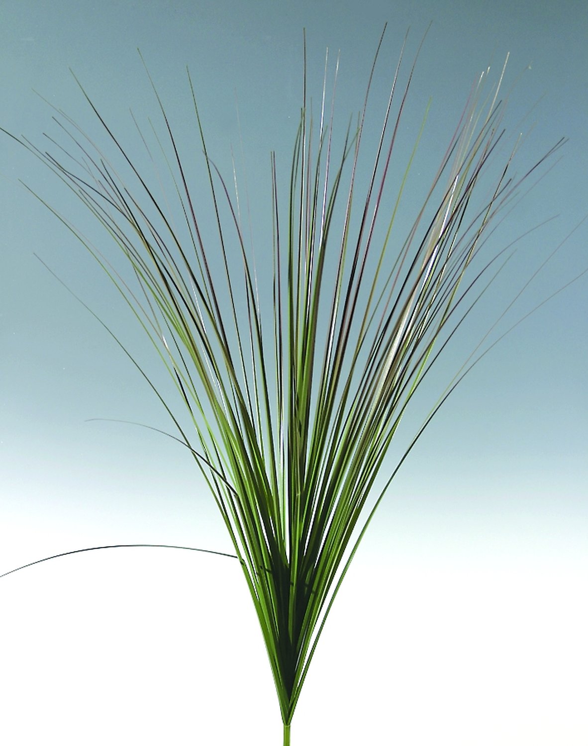 Artificial Chinese silver grass, 157 cm, olive-brown Artificial Chinese silver grass, 157 cm, olive-brown
