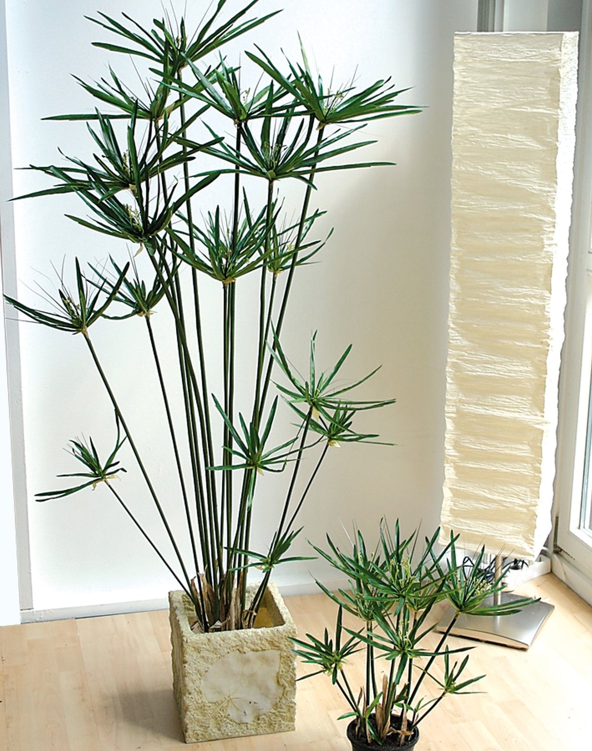 Erba artificiale di cyperus, in vaso, 55 cm, verde