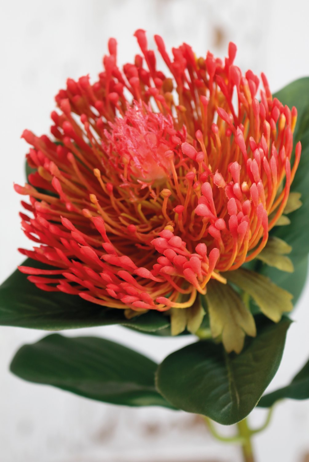 Künstliche Protea, 65 cm, rot-gelb