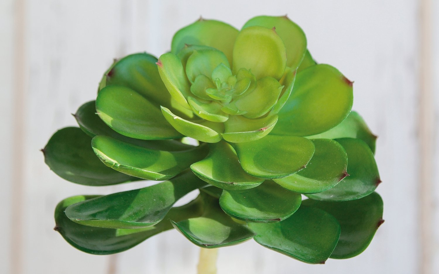 Künstliche Echeveria auf Steckstab, 17 cm, Ø 12 cm, grün