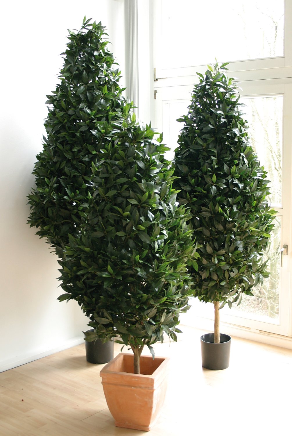 Laurel silk tree, potted, 205 cm, green