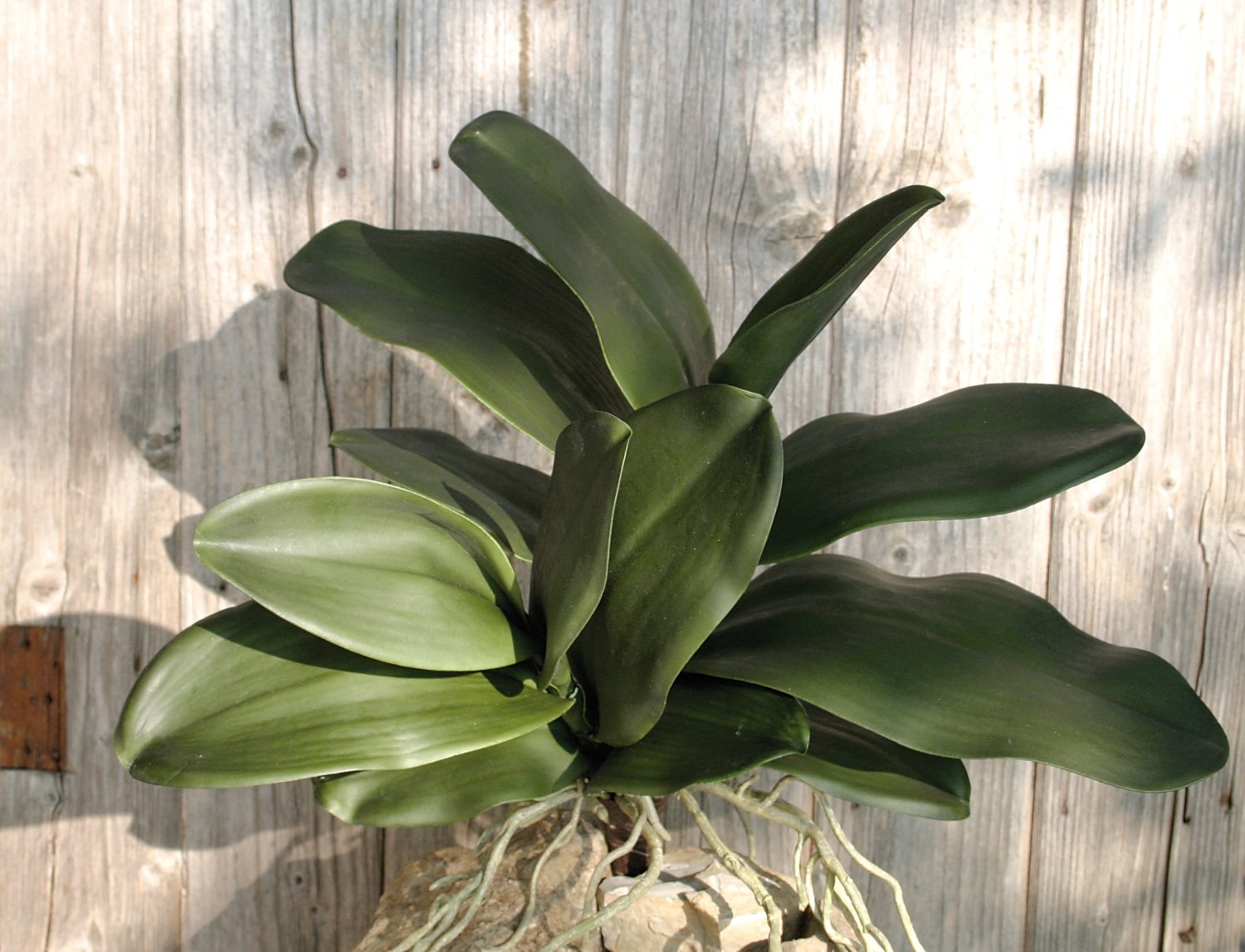 Imitation orchid plant with root, 13 leaves, 46 cm, green