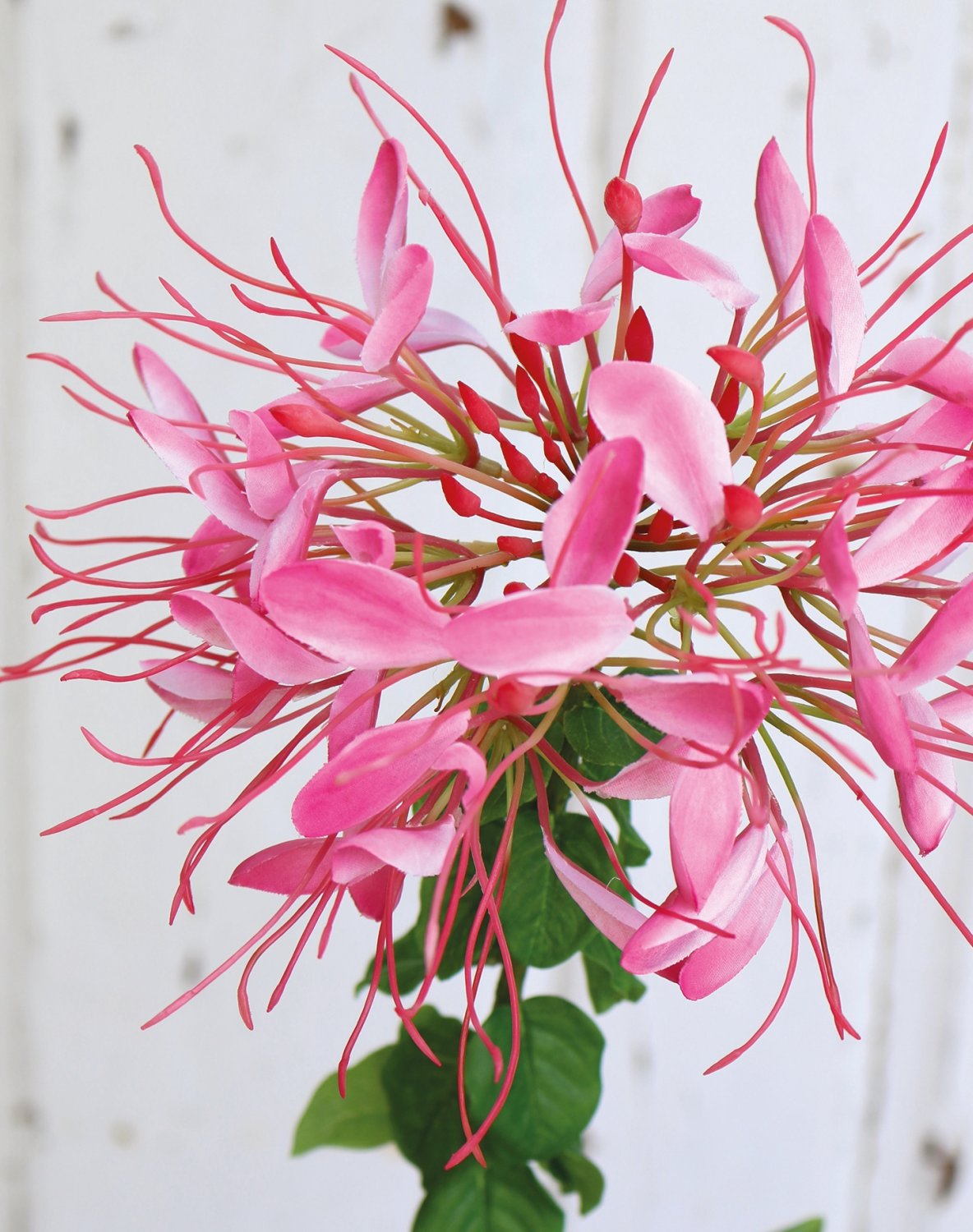 Artificial spider flower (cleome), 85 cm, pink