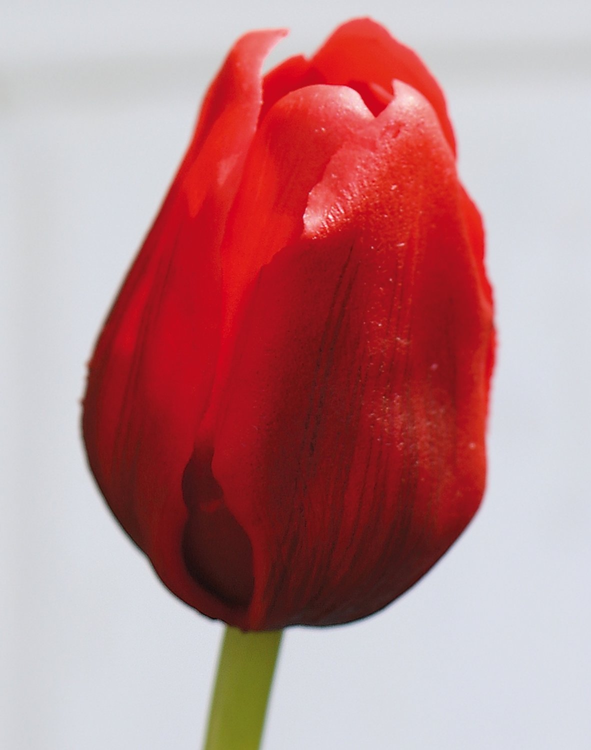 Künstliche Tulpe, französisch, 47 cm, Real Touch, rot