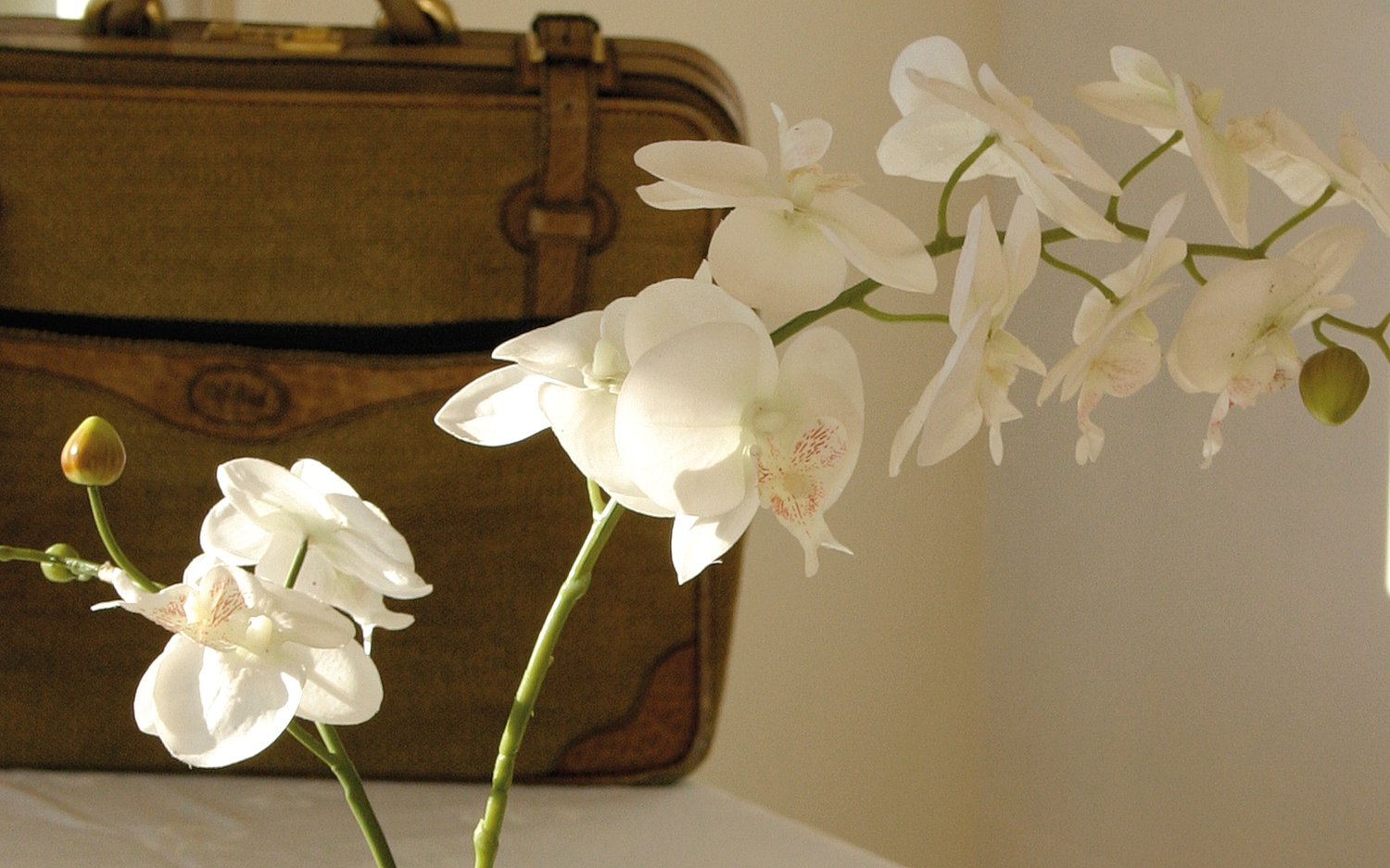 Ohmywor Künstliche Orchidee Orange Mit Topf – 48 Cm Hoch, Seidenblume Für Tischdekoration & Wohnung