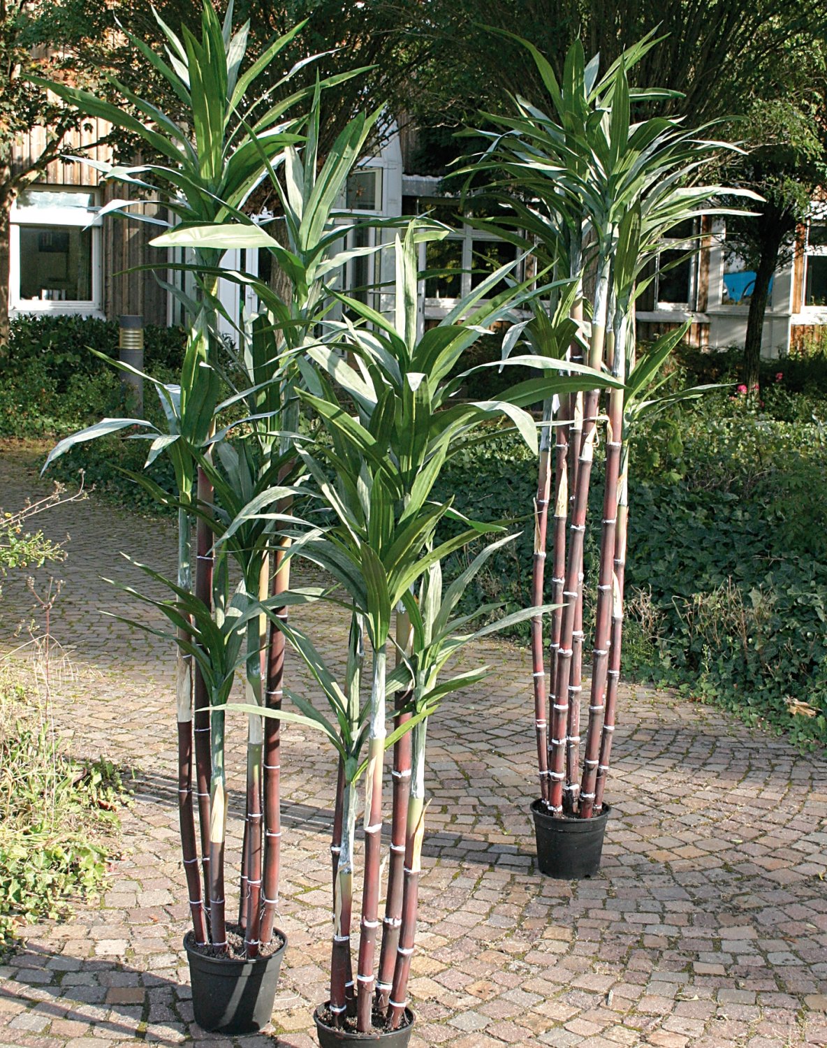 Canna da zucchero artificiale, 5 tronchi, in vaso, 150 cm, verde