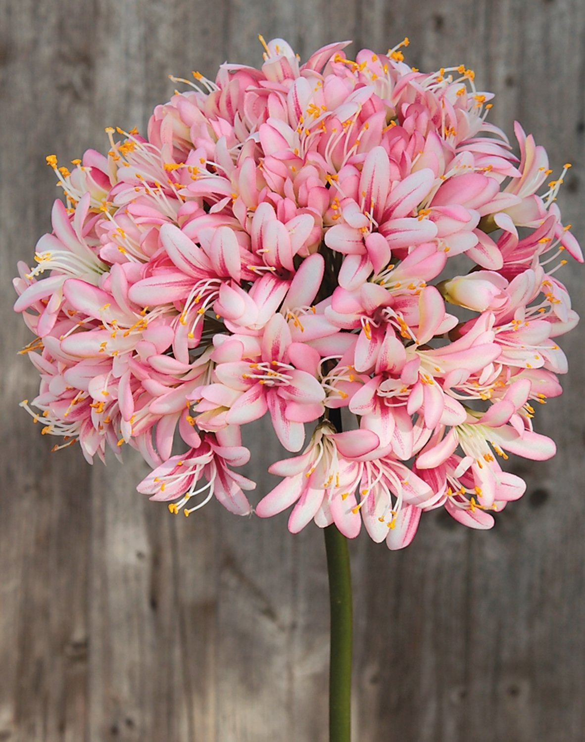 Künstlicher Agapanthus, 102 cm, hellrosa