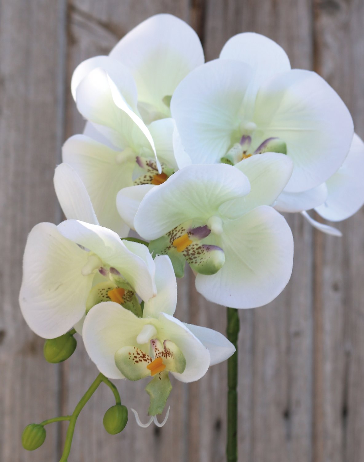 Artificial Phalaenopsis orchid, 86 cm, beige-white