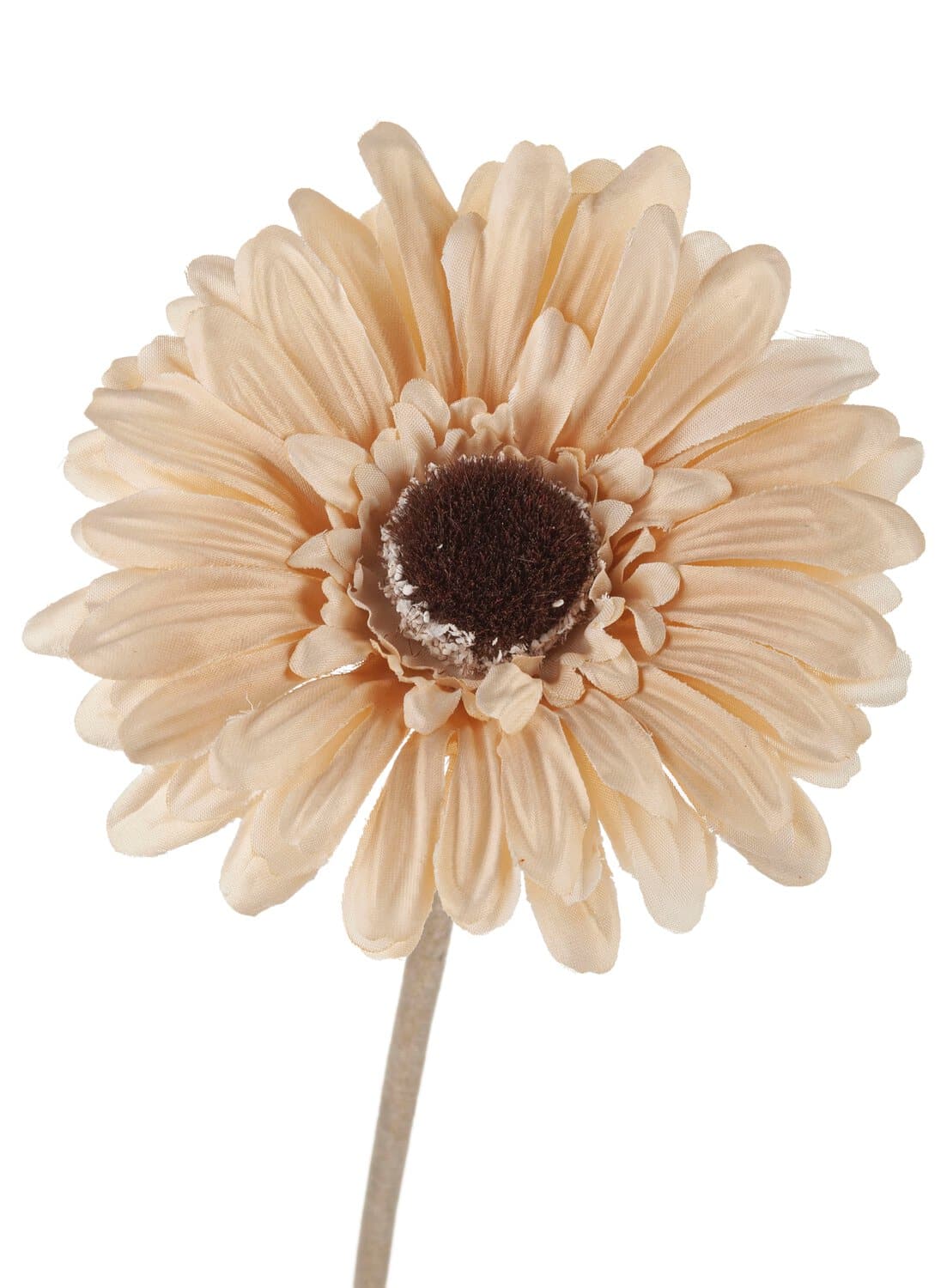 Gerbera cm, creme-braun 53 \