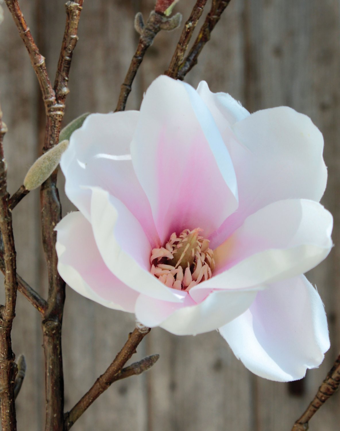 Künstlicher Magnolien Blütenzweig, 129 cm, weiß-rosa