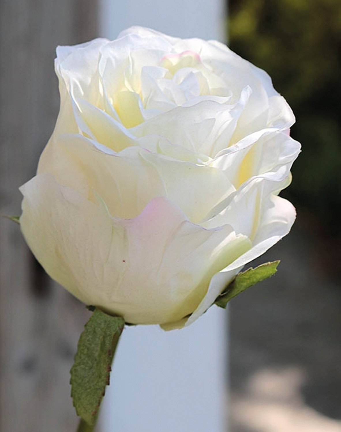 Rosa artificiale Duchesse, 85 cm, bianco-rosa