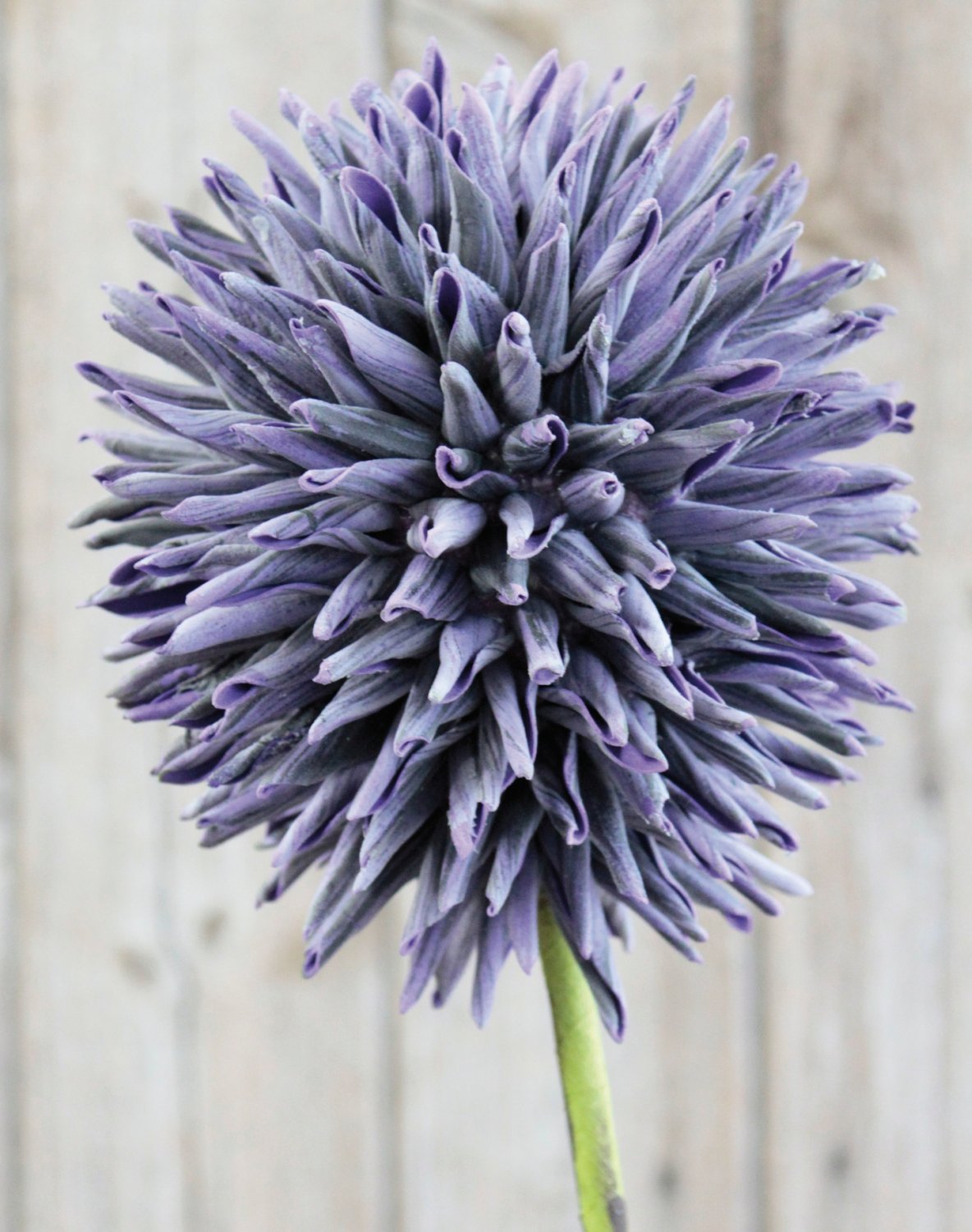 Künstlicher Soft flower 'Allium', 80 cm, dunkelviolett