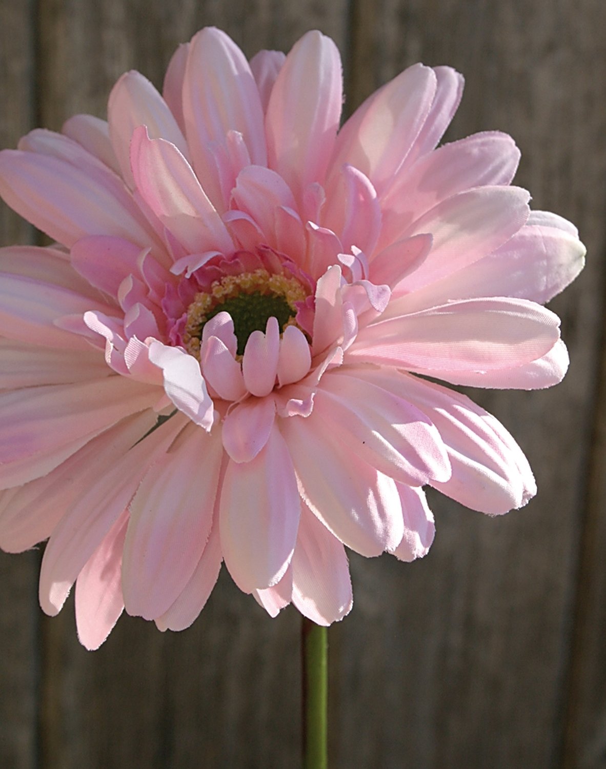 Gerbera artificiale con stelo floccato, 55 cm, rosa-bianco