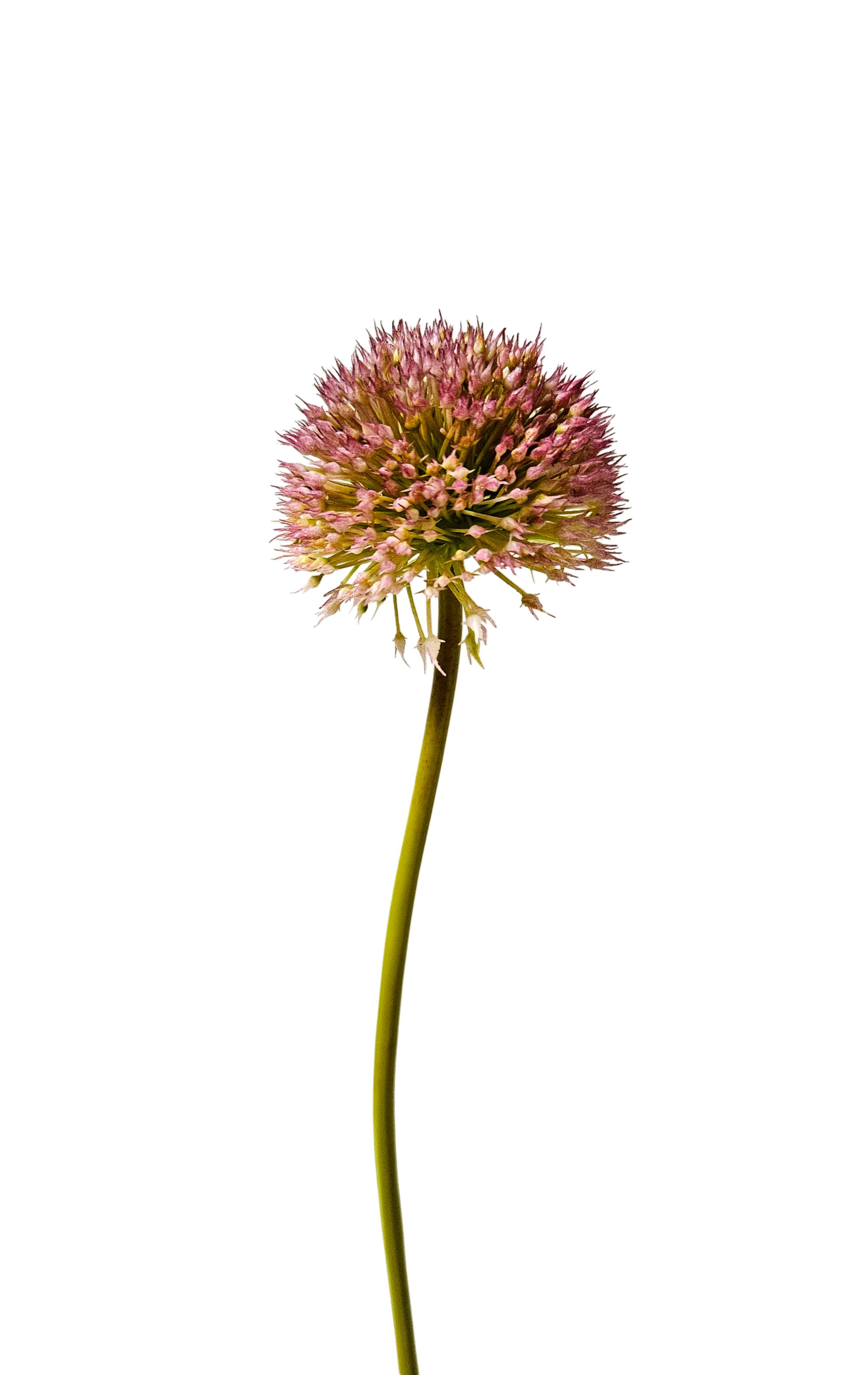 Kunstblume Wiesenallium (Blüte Ø 7 cm), 48 cm, rosa-grün
