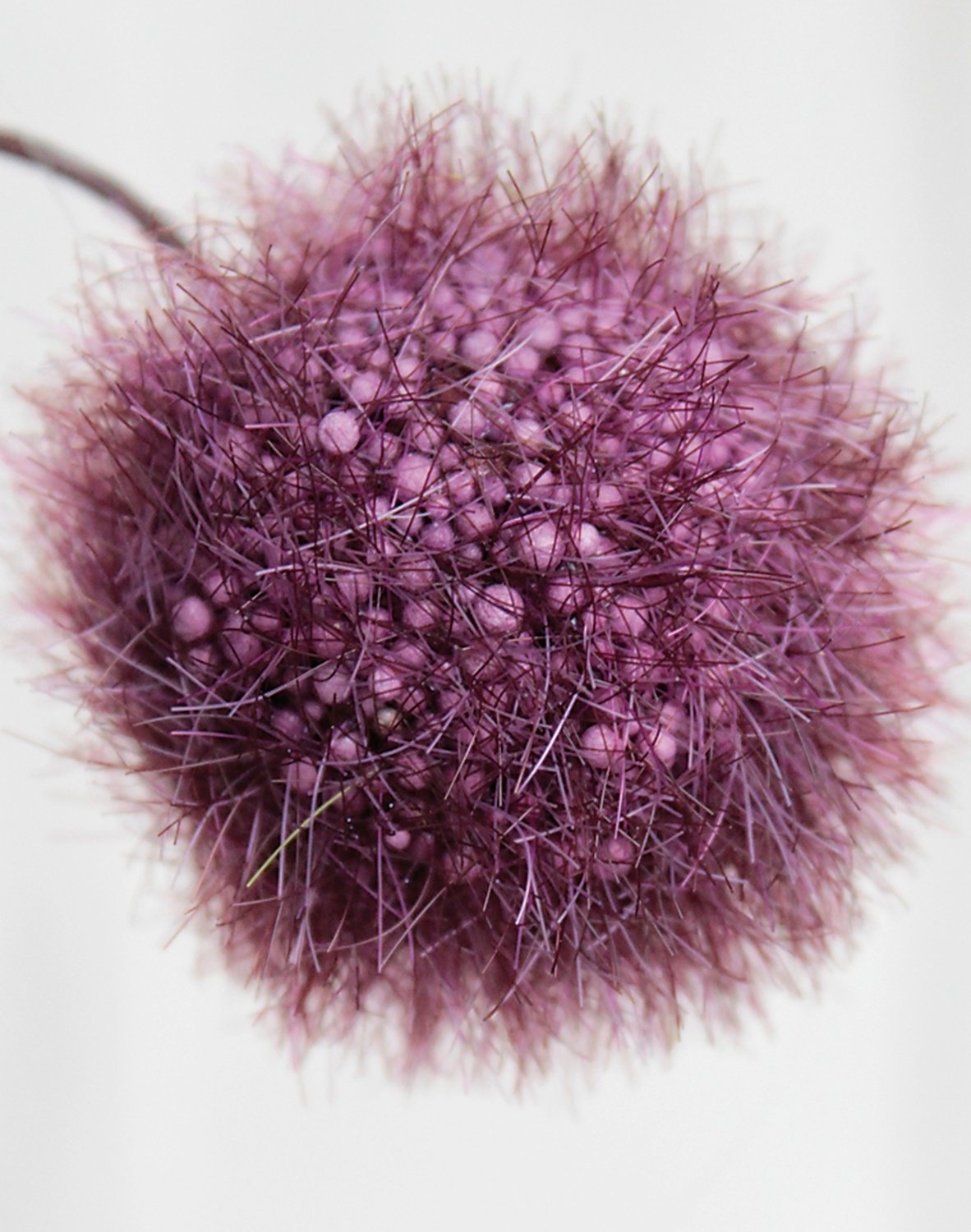 Künstlicher Gomphocarpus-Fruchtzweig, 103 cm, trendy purple