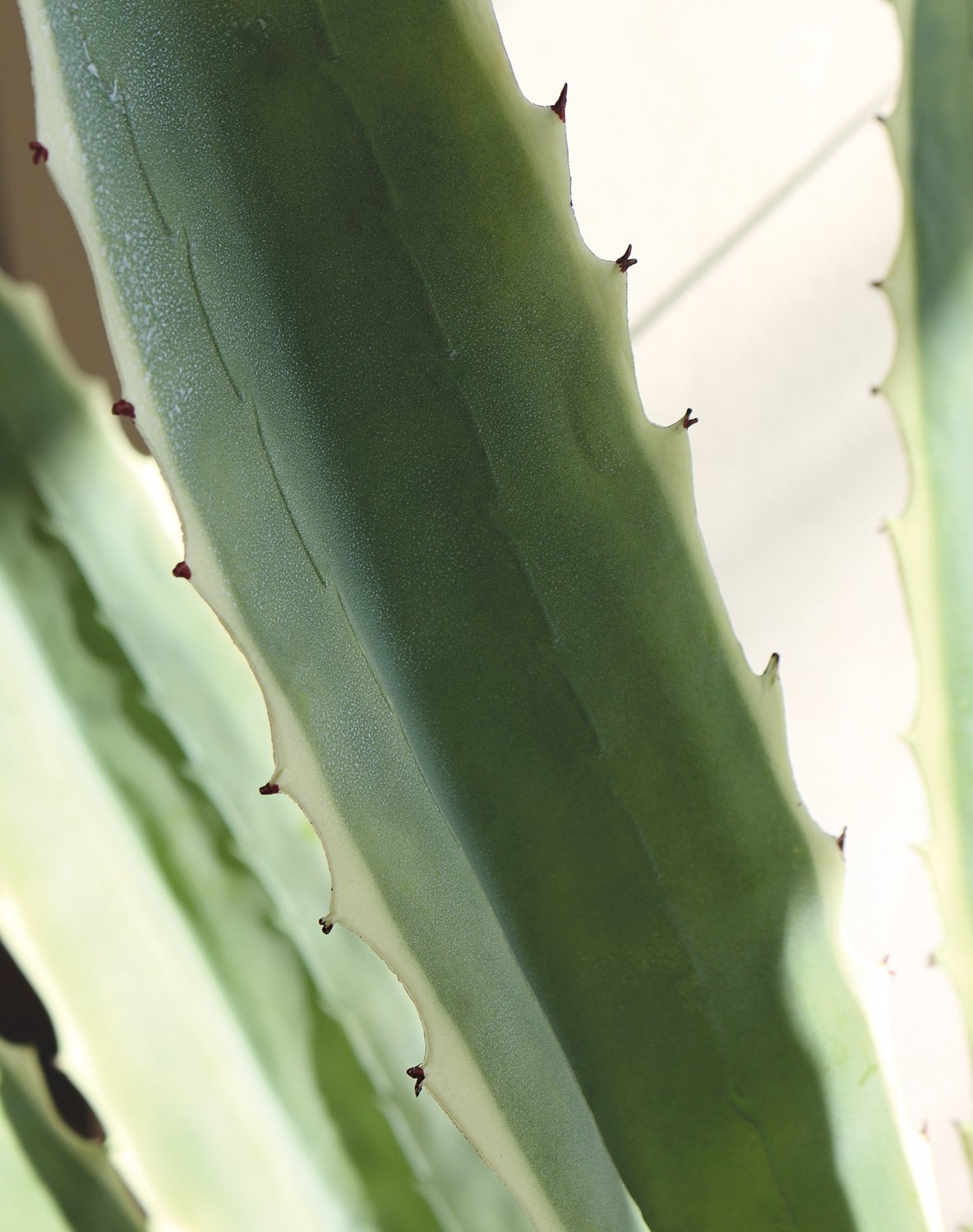 Künstliche Agave, getopft, 21 Blätter, 120 cm, grün-weiß Künstliche Agave, getopft, 21 Blätter, 120 cm, grün-weiß