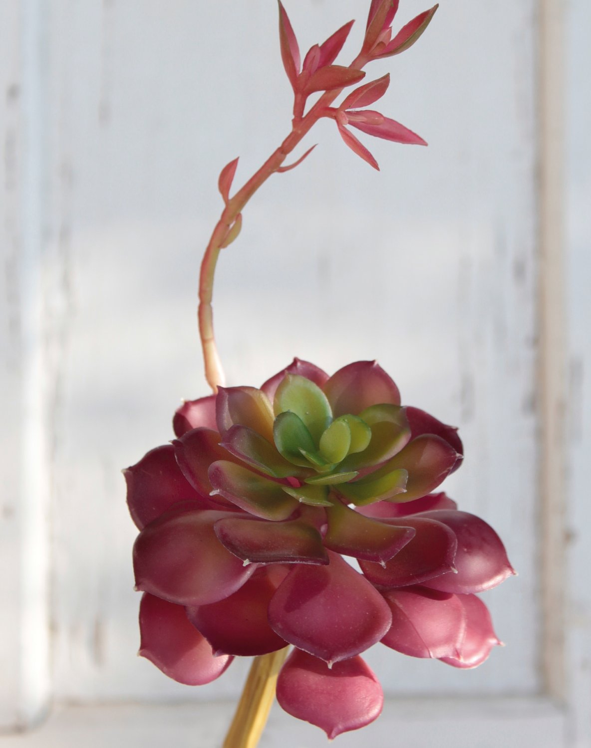 Künstliche Echeveria auf Steckstab, 15 cm, Ø 10 cm, grün-burgunderrot