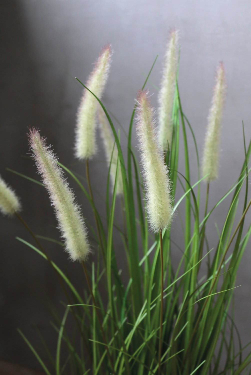 Artificial tuft of grass 'Chinese fountain grass', potted, 76 cm, green