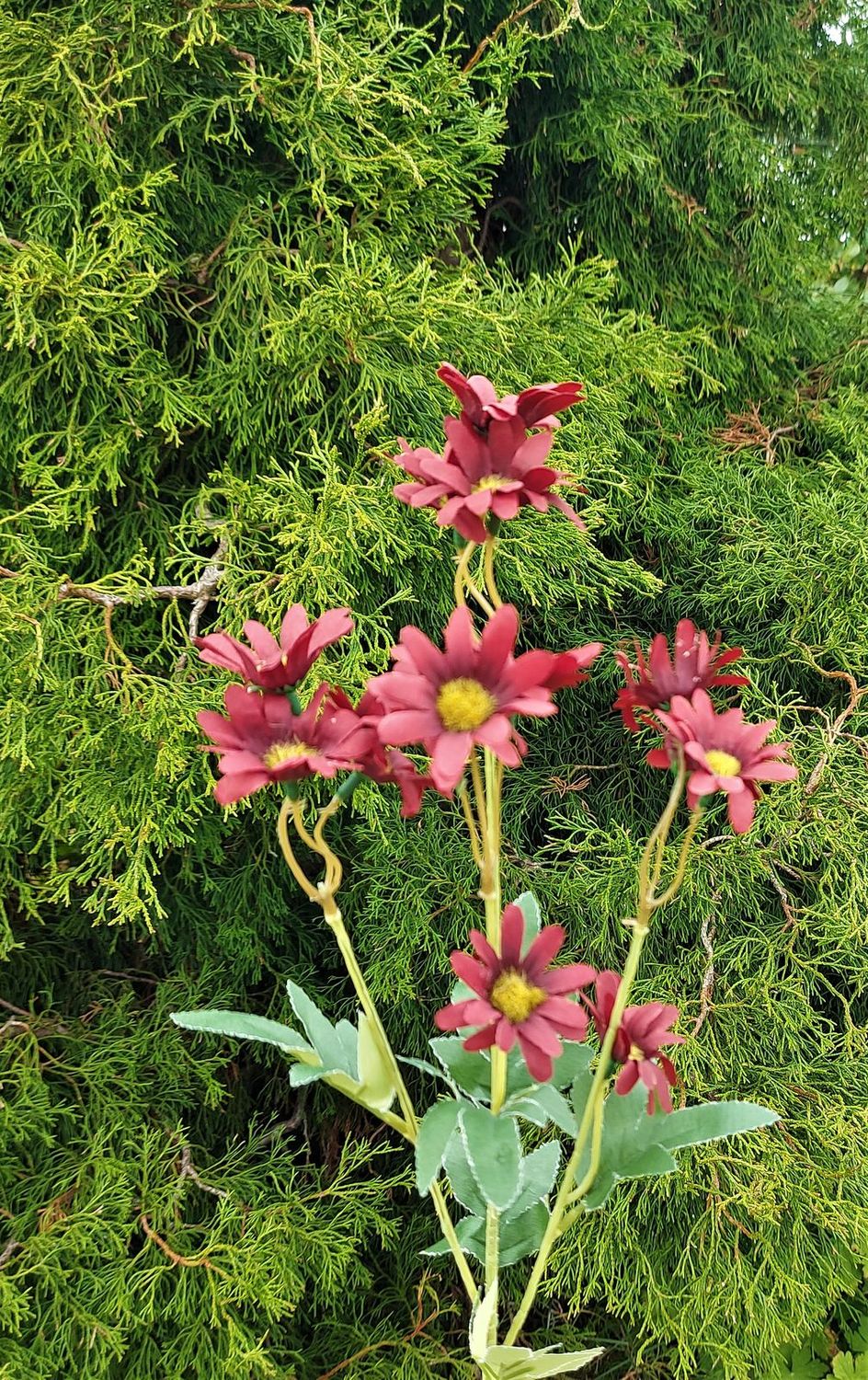 Unechter Margeritenzweig, 67 cm, antik-dunkelrot