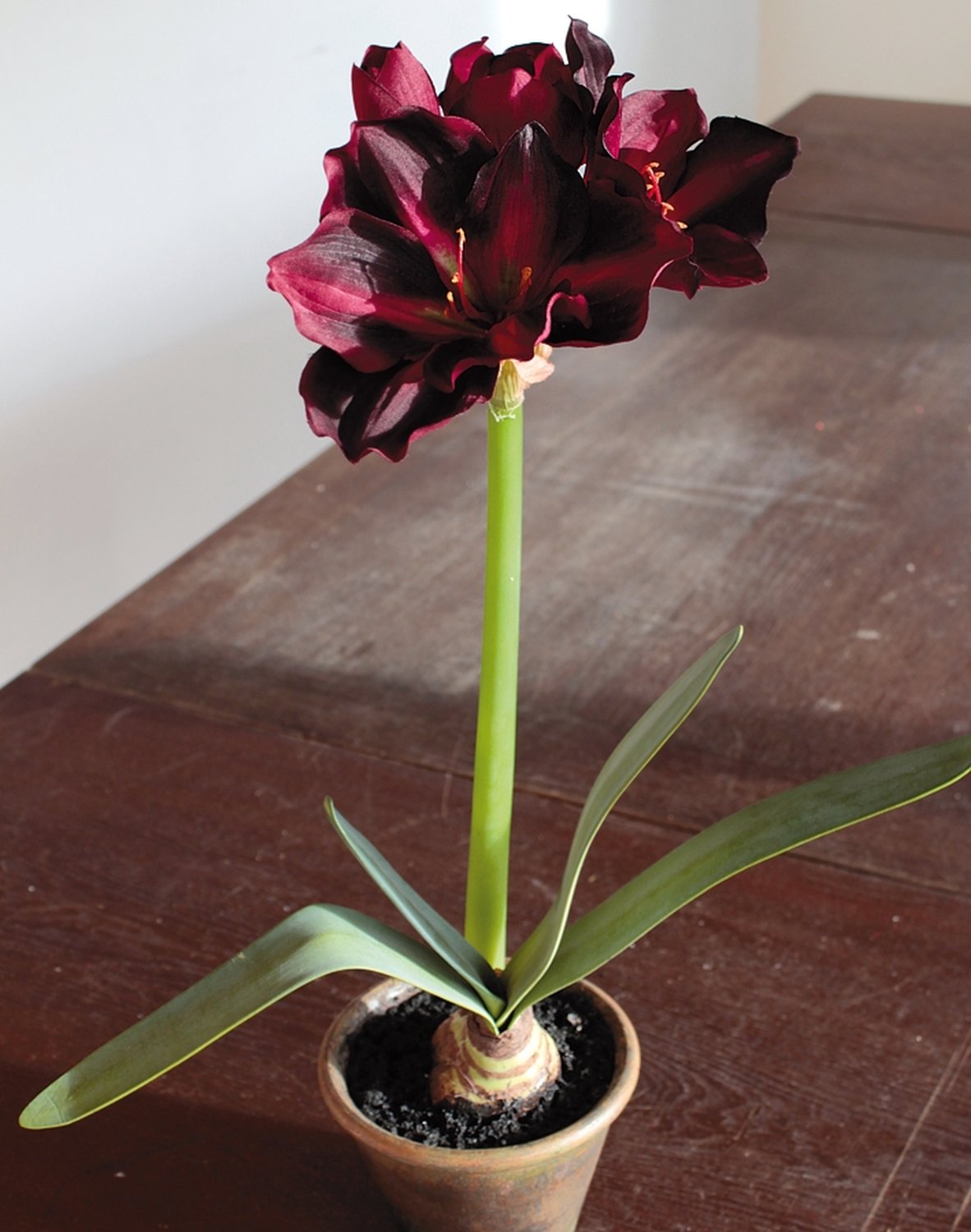 Künstliche Amaryllis, getopft, 65 cm, bordeauxrot