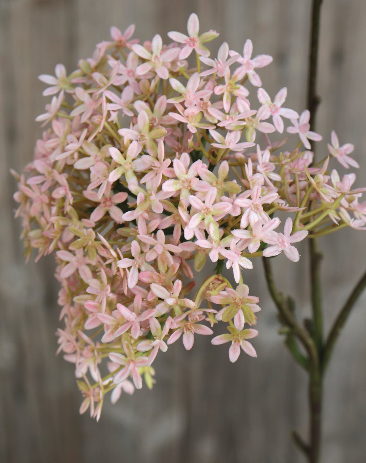 Artificial crown flower, 3 flowers, 76 cm, pink-green