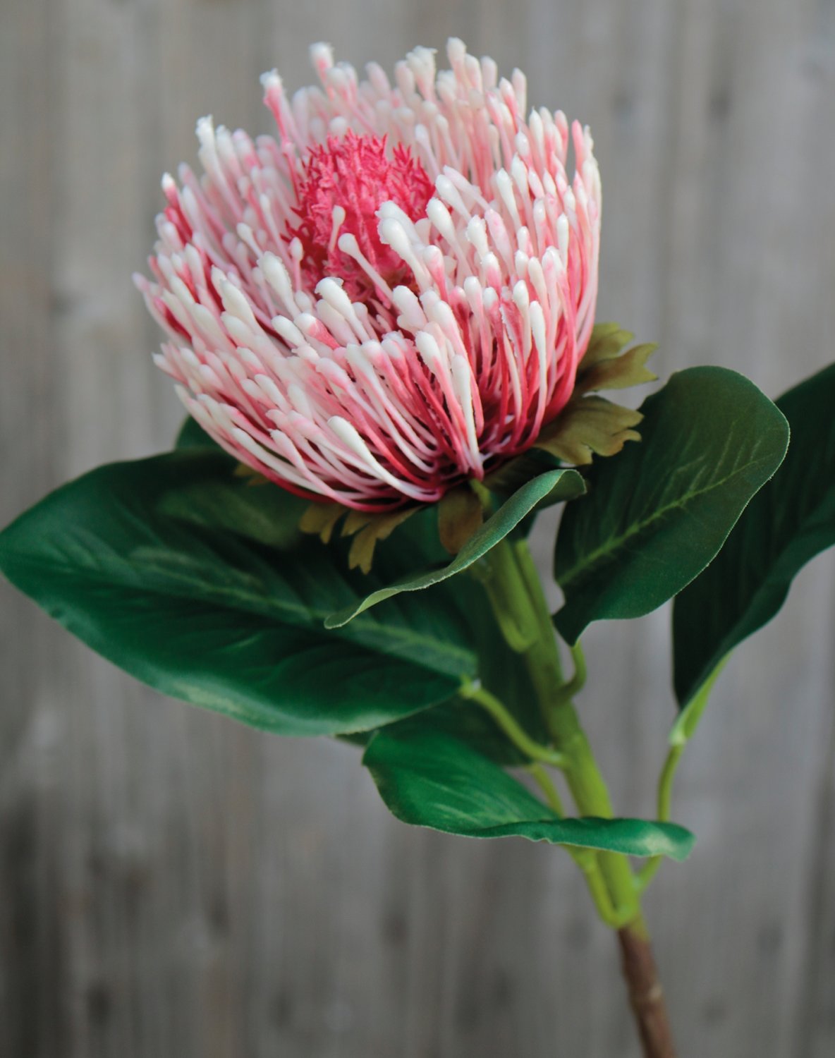 Fake protea, 65 cm, antique-rose