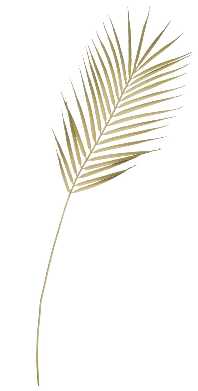 Hoja de palma artificial, 81 cm Hoja de palma artificial, 81 cm