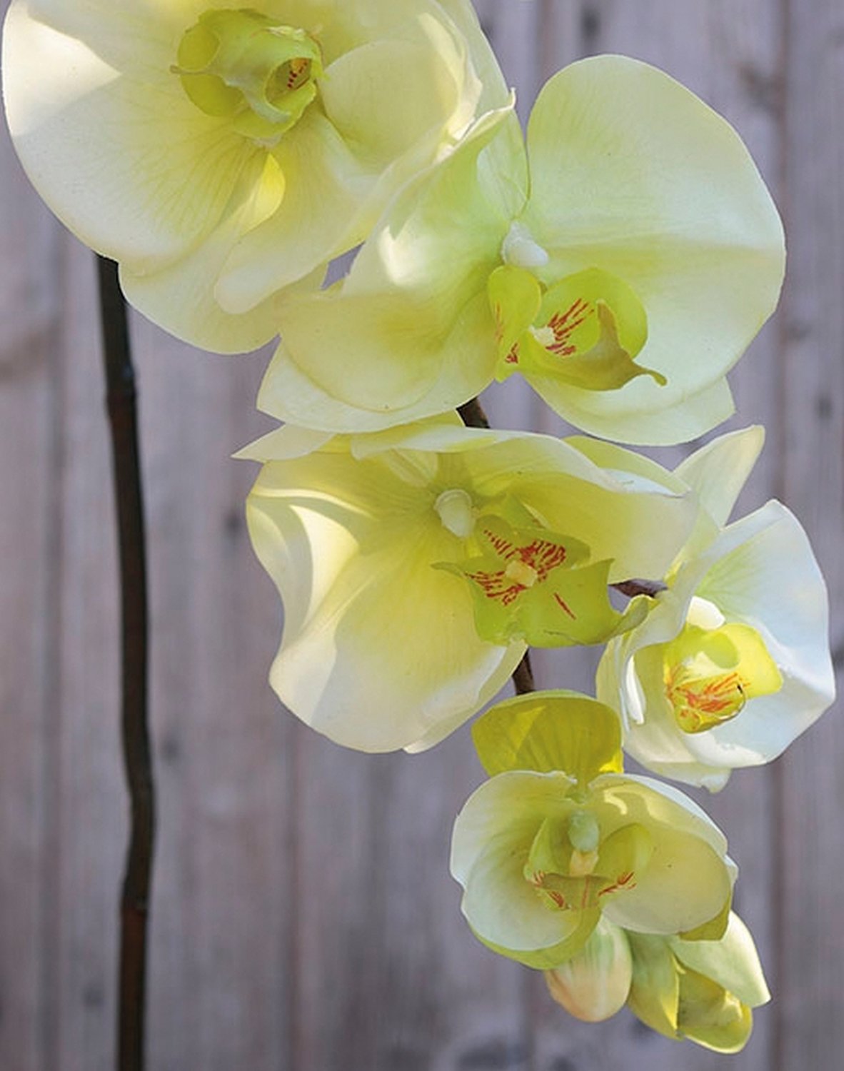 Künstliche Orchidee Phalaenopsis, 110 cm, Real Touch, creme-grün