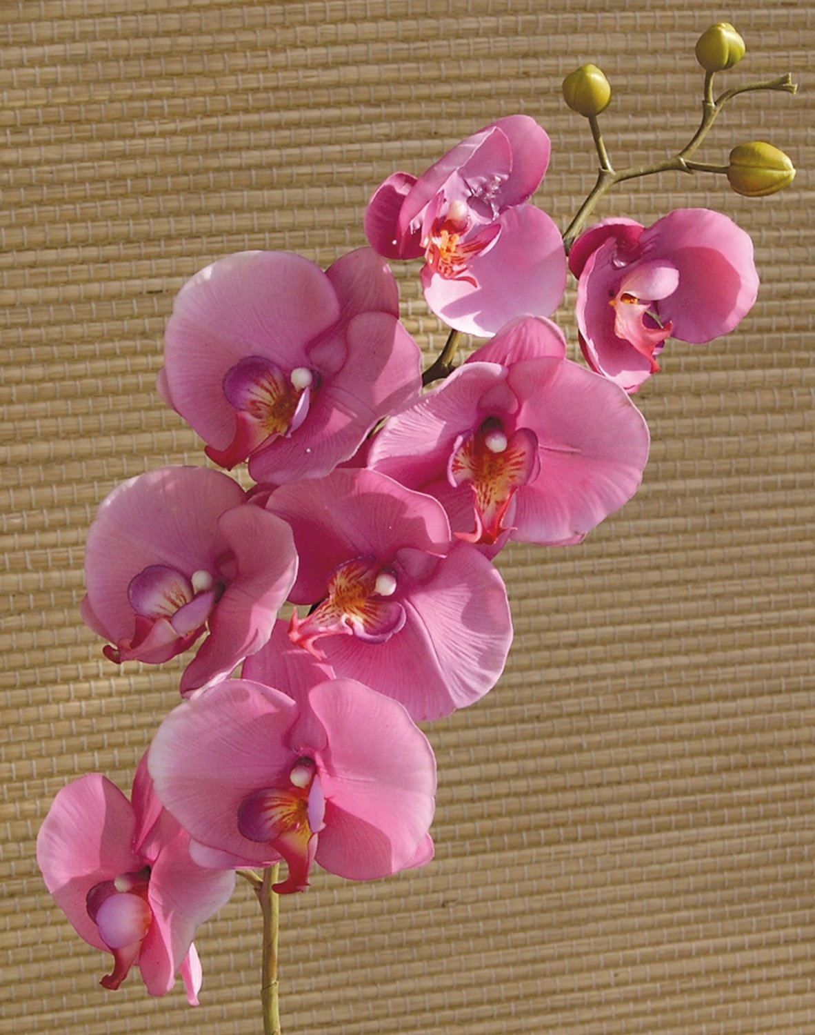 Künstliche Orchidee Phalaenopsis, 103 cm, Real Touch, cerise